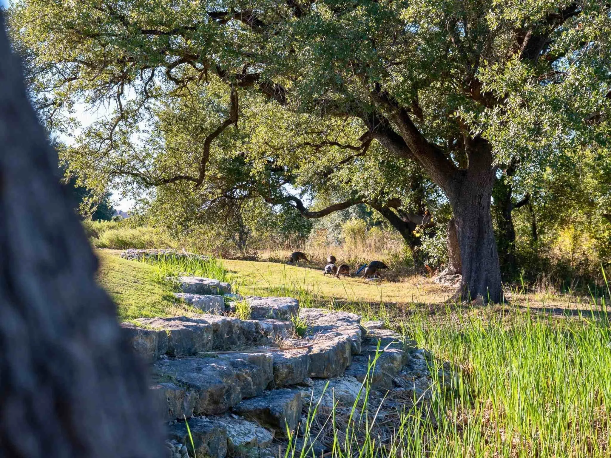 Unimproved Land For Sale in Johnson County , 8453 Forest Lake Loop, Cleburne, Texas 76093, 0, 0, Garage spaces, 0 Sqft, built in 0, Price $60,900, mls#21150885, Real Estate Agent in Cleburne, Homes For Sale in Johnson county, Homes For Sale in Cleburne, Realtor in Cleburne Texas, Real Estate Brokerage Independent Realty Texas, Luminita Cordes Realtor