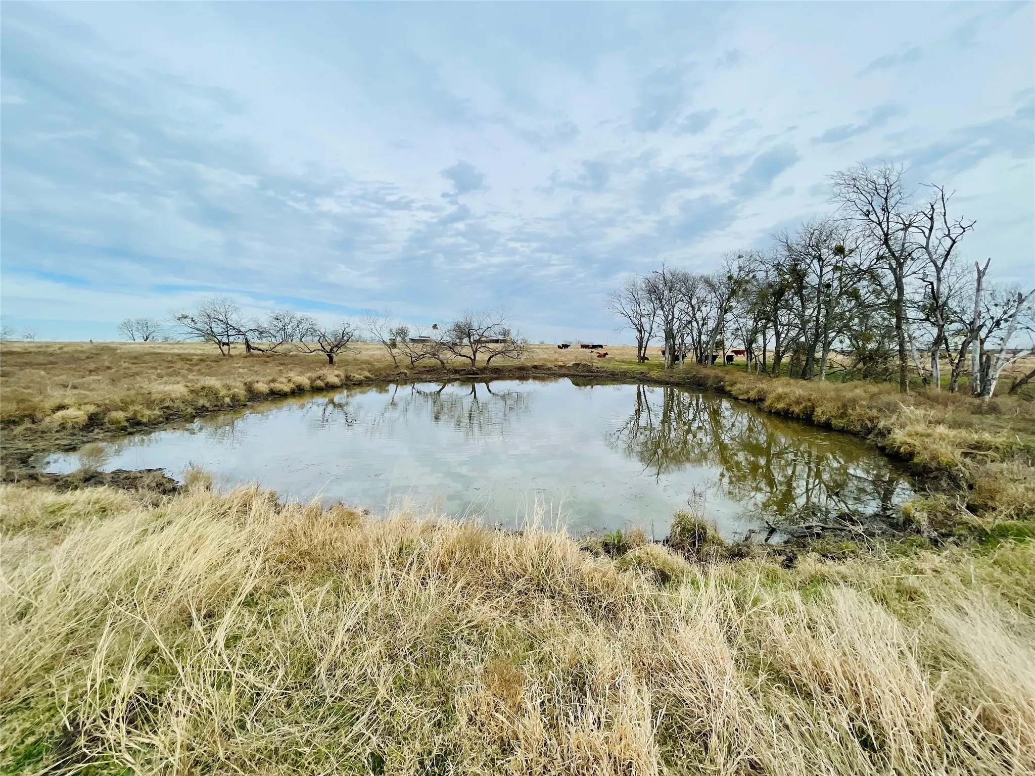 Unimproved Land For Sale in Navarro County , 21517 SW County Road 4040, Dawson, Texas 76639, 0, 0, Garage spaces, 0 Sqft, built in 0, mls#21150570, Real Estate Agent in Dawson, Homes For Sale in Navarro county, Homes For Sale in Dawson, Realtor in Dawson Texas, Real Estate Brokerage Independent Realty Texas, Luminita Cordes Realtor