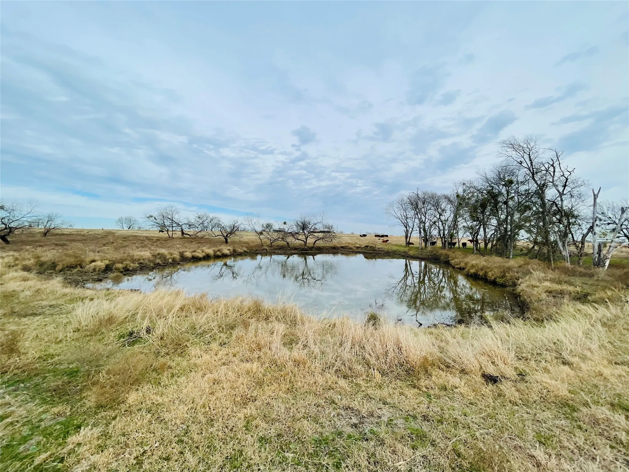 Unimproved Land For Sale in Navarro County , 21517 SW County Road 4040, Dawson, Texas 76639, 0, 0, Garage spaces, 0 Sqft, built in 0, mls#21150570, Real Estate Agent in Dawson, Homes For Sale in Navarro county, Homes For Sale in Dawson, Realtor in Dawson Texas, Real Estate Brokerage Independent Realty Texas, Luminita Cordes Realtor