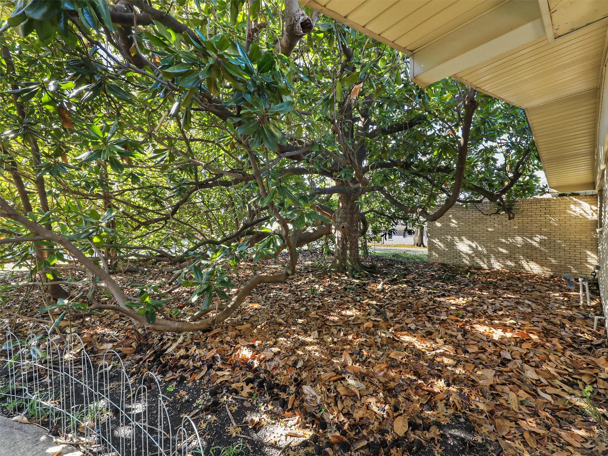 featuring mature 50+ year-old magnolia tree