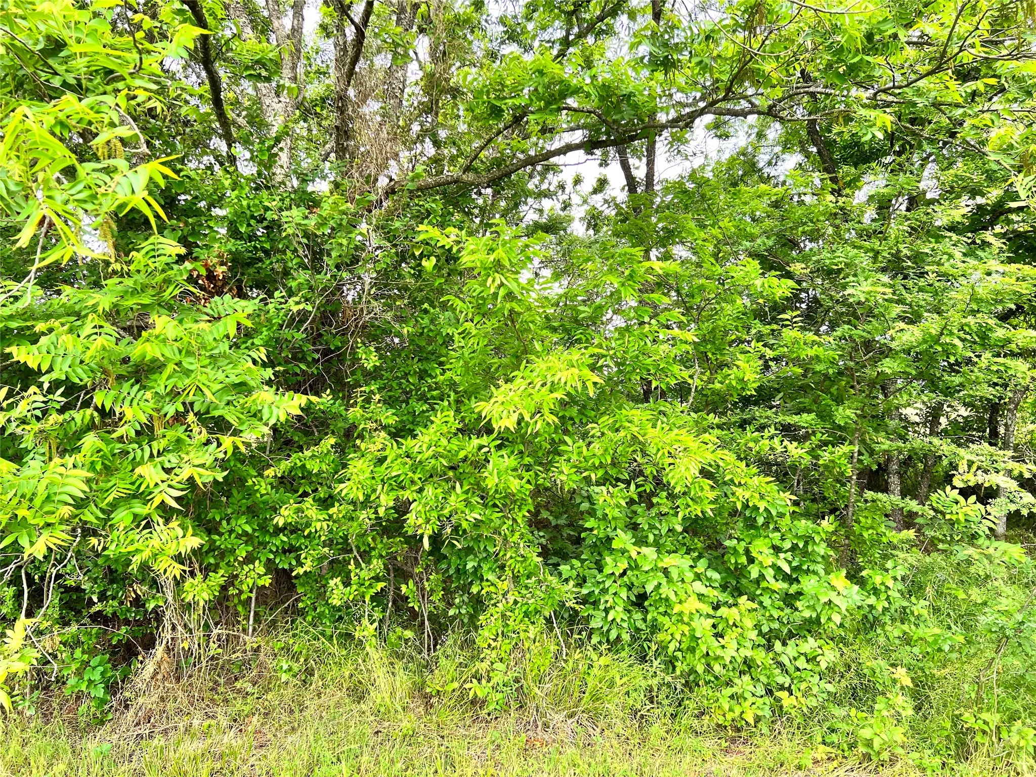 Unimproved Land For Sale in Navarro County , Lot 78 Clubhouse Drive, Corsicana, Texas 75109, 0, 0, Garage spaces, 0 Sqft, built in 0, Price $70,000, mls#21142711, Real Estate Agent in Corsicana, Homes For Sale in Navarro county, Homes For Sale in Corsicana, Realtor in Corsicana Texas, Real Estate Brokerage Independent Realty Texas, Luminita Cordes Realtor