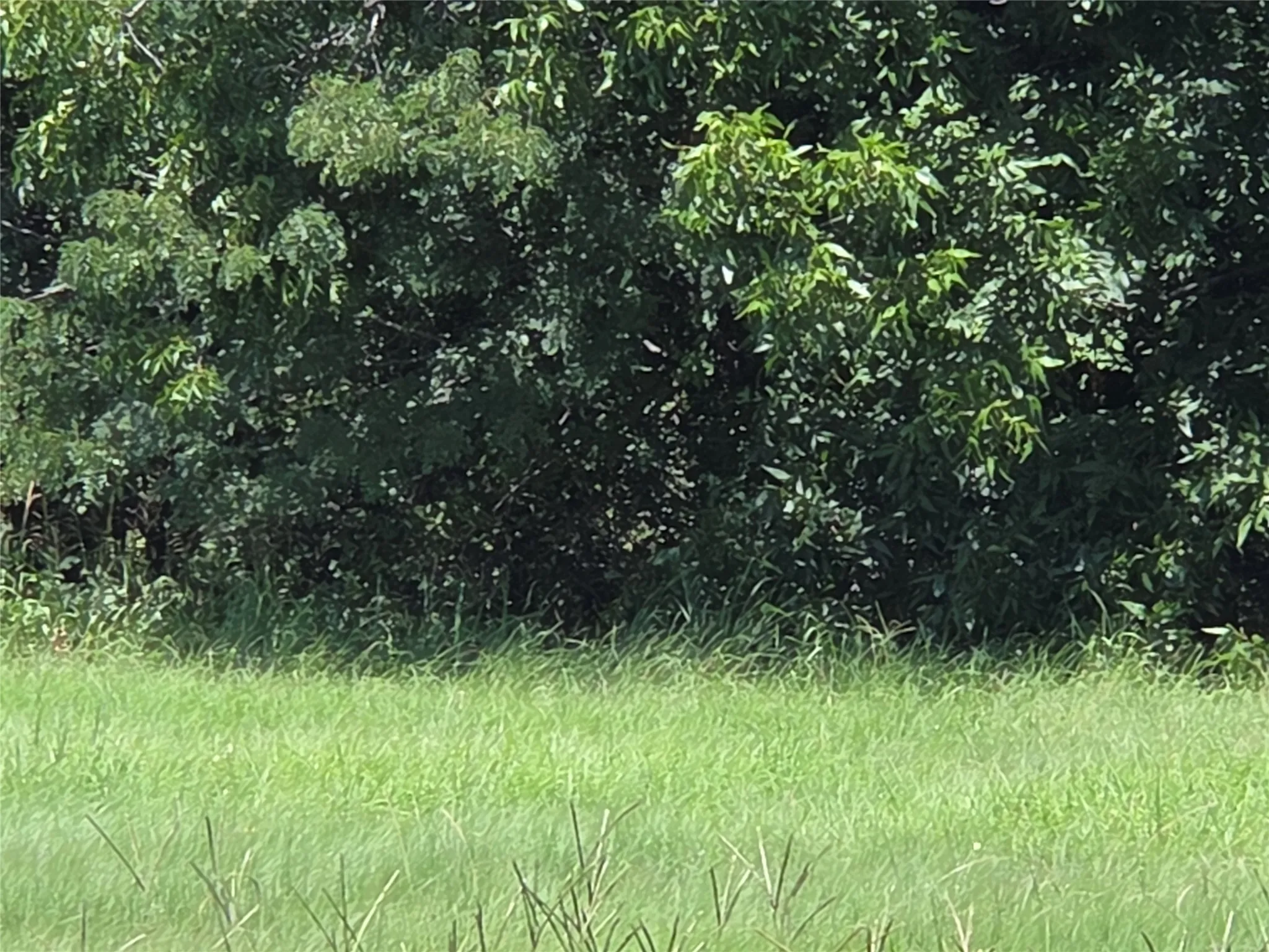 Unimproved Land For Sale in Navarro County , Lot 26 Clubhouse Drive, Corsicana, Texas 75109, 0, 0, Garage spaces, 0 Sqft, built in 0, Price $65,000, mls#21142593, Real Estate Agent in Corsicana, Homes For Sale in Navarro county, Homes For Sale in Corsicana, Realtor in Corsicana Texas, Real Estate Brokerage Independent Realty Texas, Luminita Cordes Realtor
