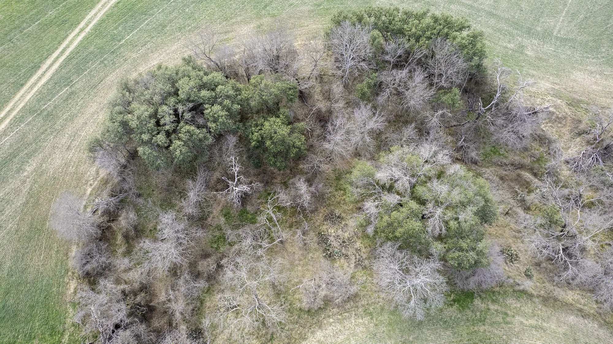 Unimproved Land For Sale in Comanche County , TBD CR 440, De Leon, Texas 76444, 0, 0, Garage spaces, 0 Sqft, built in 0, Price $890,000, mls#21149376, Real Estate Agent in De Leon, Homes For Sale in Comanche county, Homes For Sale in De Leon, Realtor in De Leon Texas, Real Estate Brokerage Independent Realty Texas, Luminita Cordes Realtor