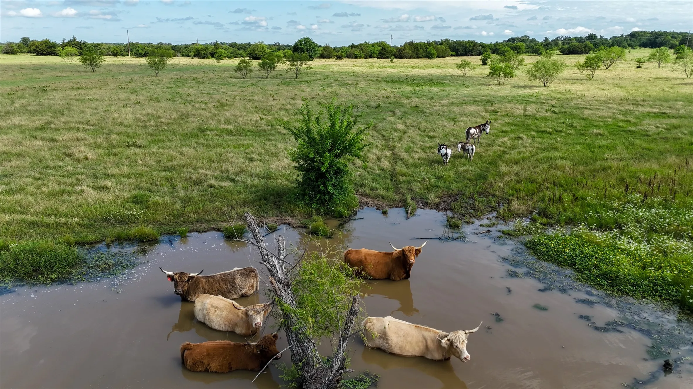 Unimproved Land For Sale in Cooke County , TBD CR 166, Callisburg, Texas 76273, 0, 0, Garage spaces, 0 Sqft, built in 0, Price $282,000, mls#21153172, Real Estate Agent in Callisburg, Homes For Sale in Cooke county, Homes For Sale in Callisburg, Realtor in Callisburg Texas, Real Estate Brokerage Independent Realty Texas, Luminita Cordes Realtor
