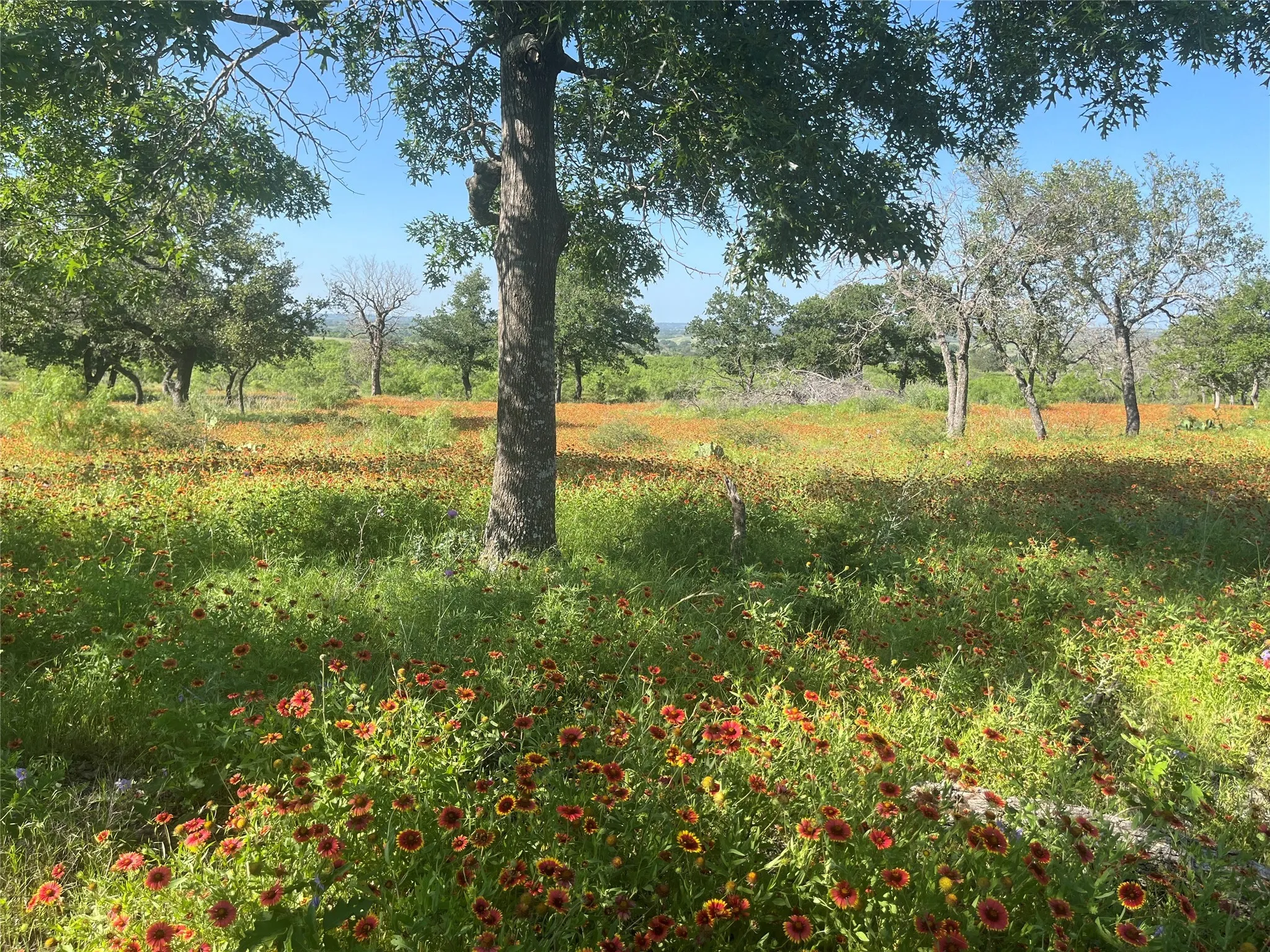 Ranch For Sale in Mills County , 24 County Road 510, Goldthwaite, Texas 76844, 0, 0, Garage spaces, 0 Sqft, built in 0, Price $180,000, mls#21153614, Real Estate Agent in Goldthwaite, Homes For Sale in Mills county, Homes For Sale in Goldthwaite, Realtor in Goldthwaite Texas, Real Estate Brokerage Independent Realty Texas, Luminita Cordes Realtor