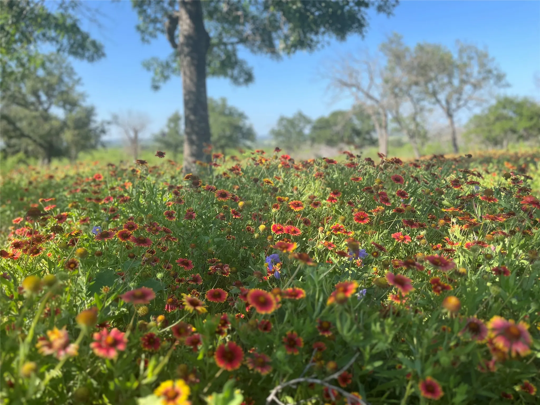 Ranch For Sale in Mills County , 24 County Road 510, Goldthwaite, Texas 76844, 0, 0, Garage spaces, 0 Sqft, built in 0, Price $180,000, mls#21153614, Real Estate Agent in Goldthwaite, Homes For Sale in Mills county, Homes For Sale in Goldthwaite, Realtor in Goldthwaite Texas, Real Estate Brokerage Independent Realty Texas, Luminita Cordes Realtor