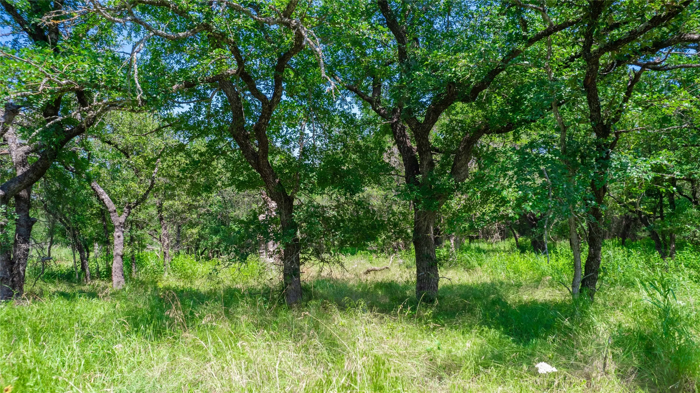 Unimproved Land For Sale in Brown County , TBD Hog Creek Road, Brownwood, Texas 76801, 0, 0, Garage spaces, 0 Sqft, built in 0, mls#21154529, Real Estate Agent in Brownwood, Homes For Sale in Brown county, Homes For Sale in Brownwood, Realtor in Brownwood Texas, Real Estate Brokerage Independent Realty Texas, Luminita Cordes Realtor