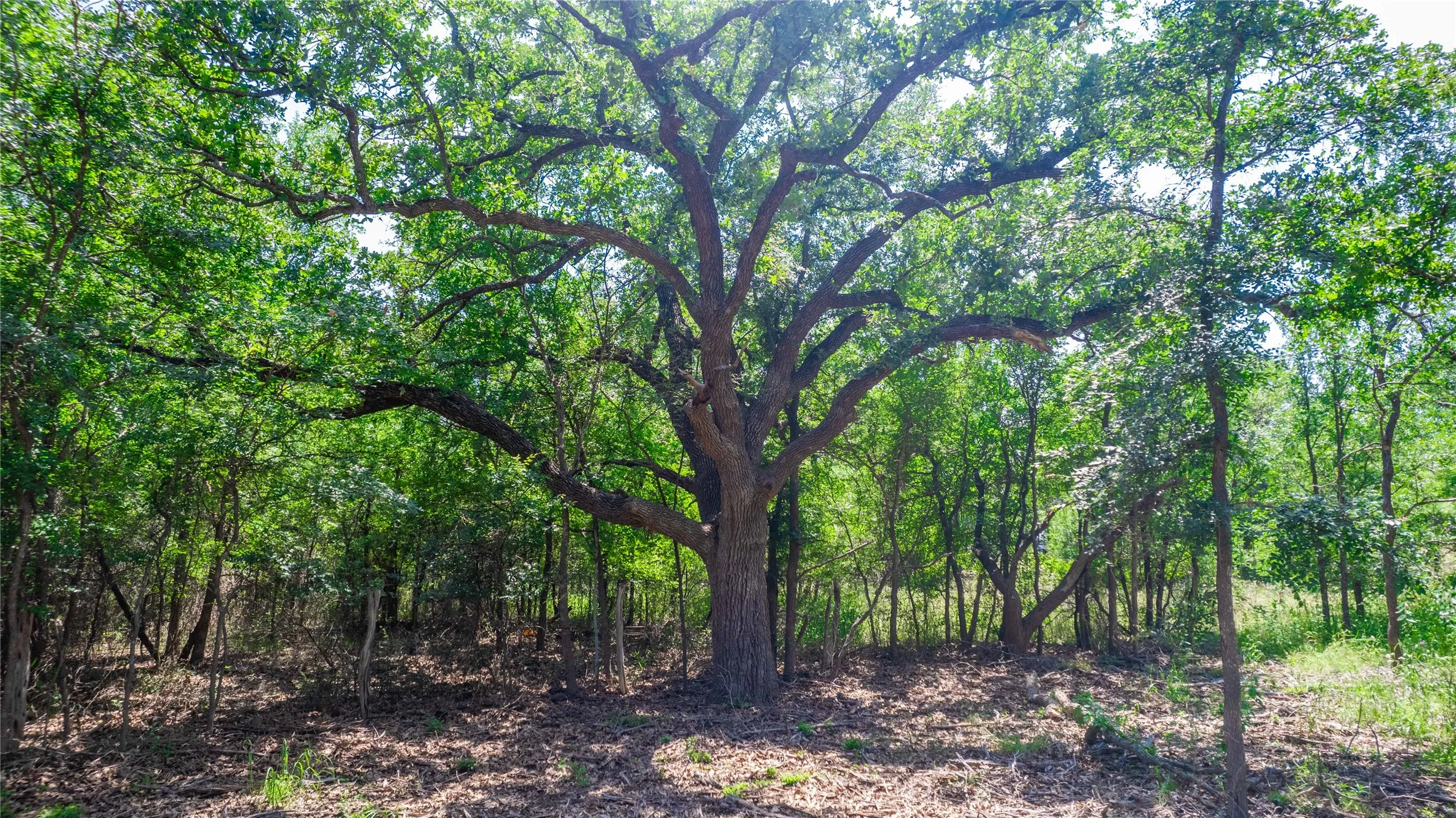 Unimproved Land For Sale in Brown County , TBD Hog Creek Road, Brownwood, Texas 76801, 0, 0, Garage spaces, 0 Sqft, built in 0, mls#21154529, Real Estate Agent in Brownwood, Homes For Sale in Brown county, Homes For Sale in Brownwood, Realtor in Brownwood Texas, Real Estate Brokerage Independent Realty Texas, Luminita Cordes Realtor
