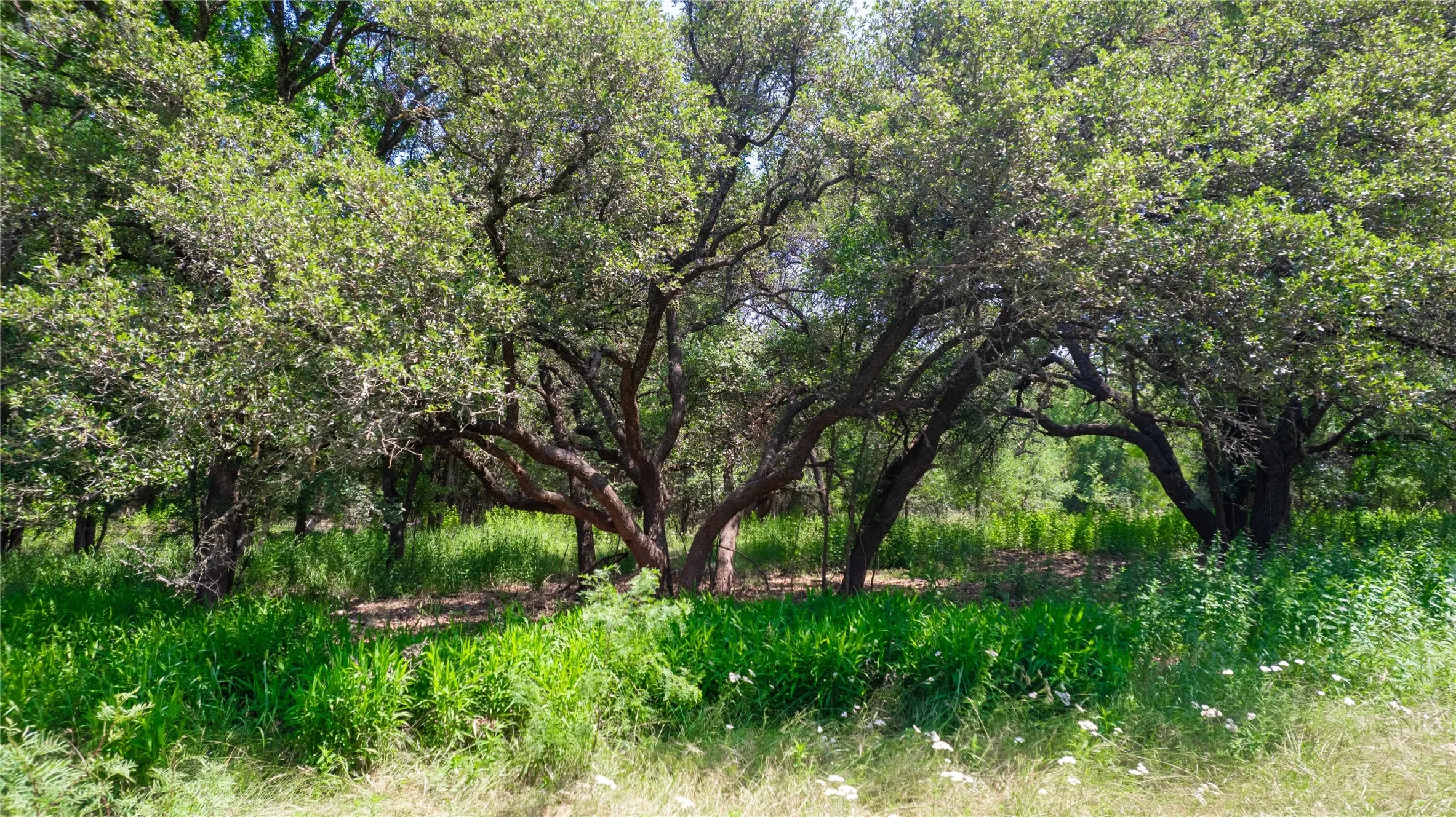 Unimproved Land For Sale in Brown County , TBD Hog Creek Road, Brownwood, Texas 76801, 0, 0, Garage spaces, 0 Sqft, built in 0, mls#21154529, Real Estate Agent in Brownwood, Homes For Sale in Brown county, Homes For Sale in Brownwood, Realtor in Brownwood Texas, Real Estate Brokerage Independent Realty Texas, Luminita Cordes Realtor