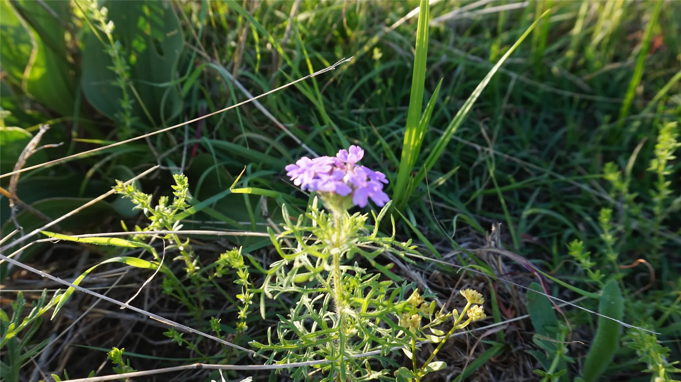 Unimproved Land For Sale in Grayson County , TBD Lot 1 Adams Road, Sherman, Texas 75090, 0, 0, Garage spaces, 0 Sqft, built in 0, mls#21150519, Real Estate Agent in Sherman, Homes For Sale in Grayson county, Homes For Sale in Sherman, Realtor in Sherman Texas, Real Estate Brokerage Independent Realty Texas, Luminita Cordes Realtor