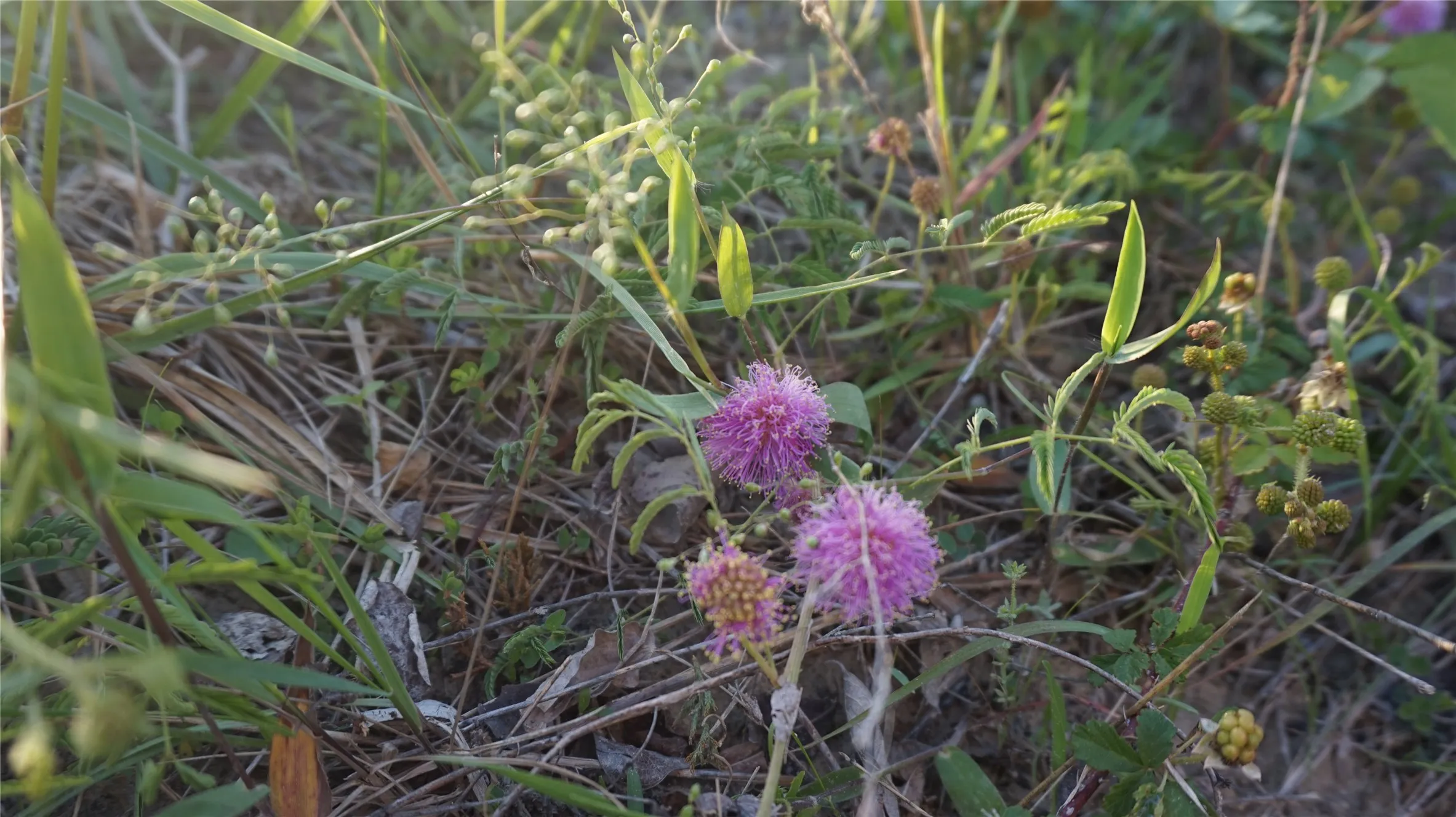 Unimproved Land For Sale in Grayson County , TBD Lot 1 Adams Road, Sherman, Texas 75090, 0, 0, Garage spaces, 0 Sqft, built in 0, mls#21150519, Real Estate Agent in Sherman, Homes For Sale in Grayson county, Homes For Sale in Sherman, Realtor in Sherman Texas, Real Estate Brokerage Independent Realty Texas, Luminita Cordes Realtor