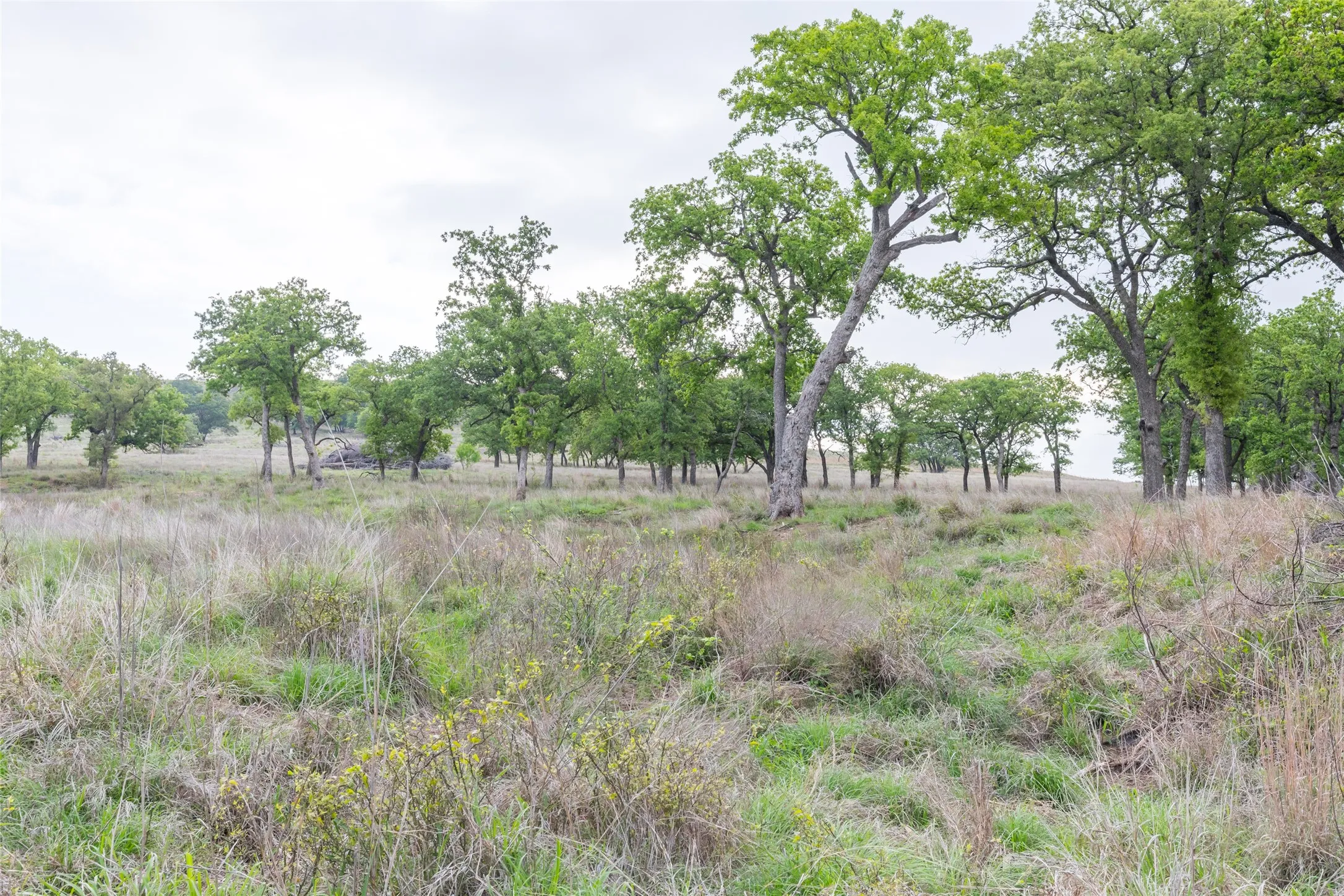 Ranch For Sale in Taylor County , 1034 County Road 207, Ovalo, Texas 79541, 0, 0, Garage spaces, 0 Sqft, built in 0, Price $3,900,000, mls#21133168, Real Estate Agent in Ovalo, Homes For Sale in Taylor county, Homes For Sale in Ovalo, Realtor in Ovalo Texas, Real Estate Brokerage Independent Realty Texas, Luminita Cordes Realtor