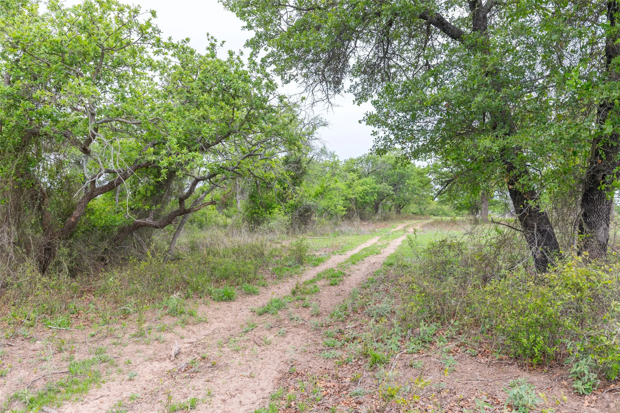 Ranch For Sale in Taylor County , 1034 County Road 207, Ovalo, Texas 79541, 0, 0, Garage spaces, 0 Sqft, built in 0, Price $3,900,000, mls#21133168, Real Estate Agent in Ovalo, Homes For Sale in Taylor county, Homes For Sale in Ovalo, Realtor in Ovalo Texas, Real Estate Brokerage Independent Realty Texas, Luminita Cordes Realtor