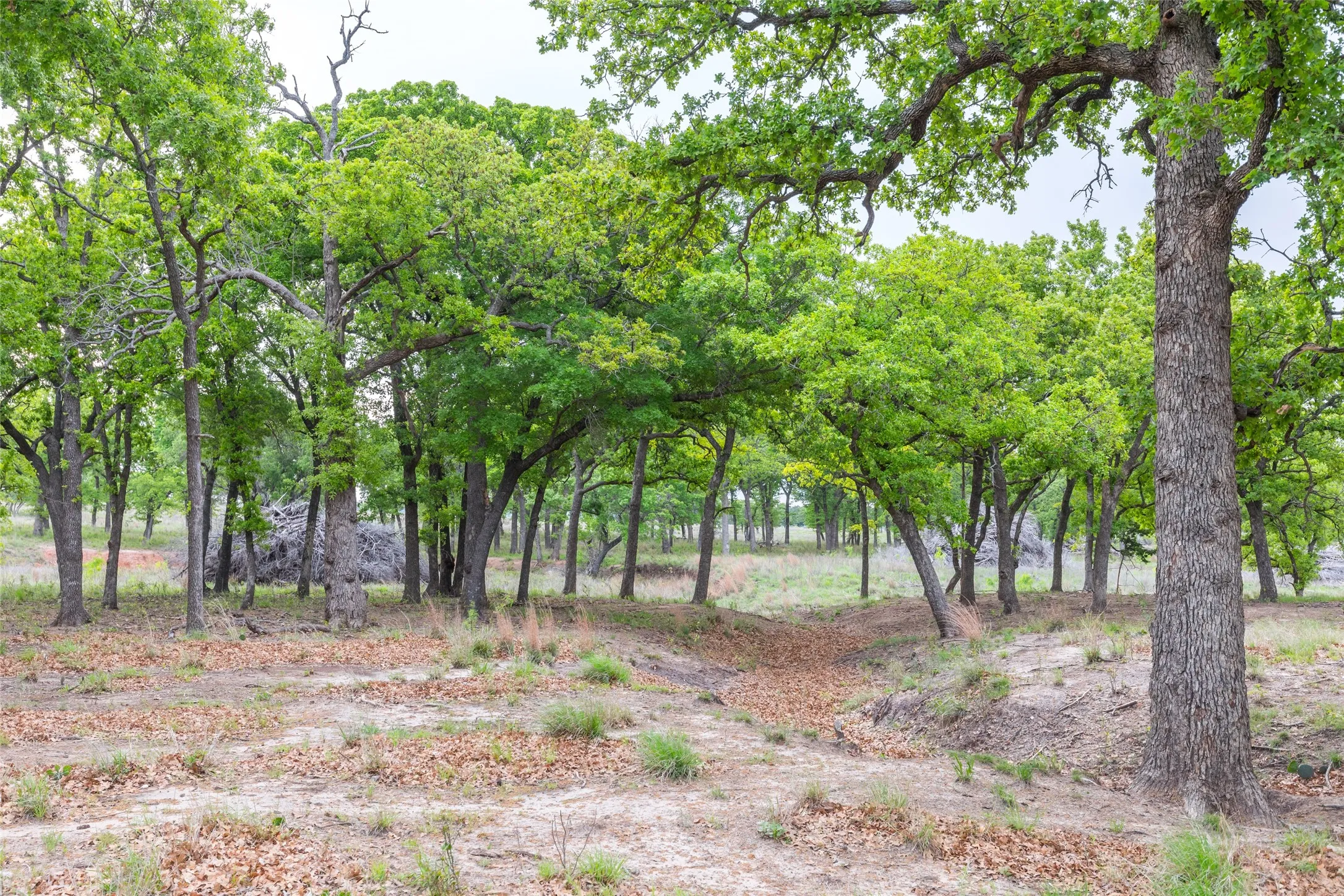 Ranch For Sale in Taylor County , 1034 County Road 207, Ovalo, Texas 79541, 0, 0, Garage spaces, 0 Sqft, built in 0, Price $3,900,000, mls#21133168, Real Estate Agent in Ovalo, Homes For Sale in Taylor county, Homes For Sale in Ovalo, Realtor in Ovalo Texas, Real Estate Brokerage Independent Realty Texas, Luminita Cordes Realtor