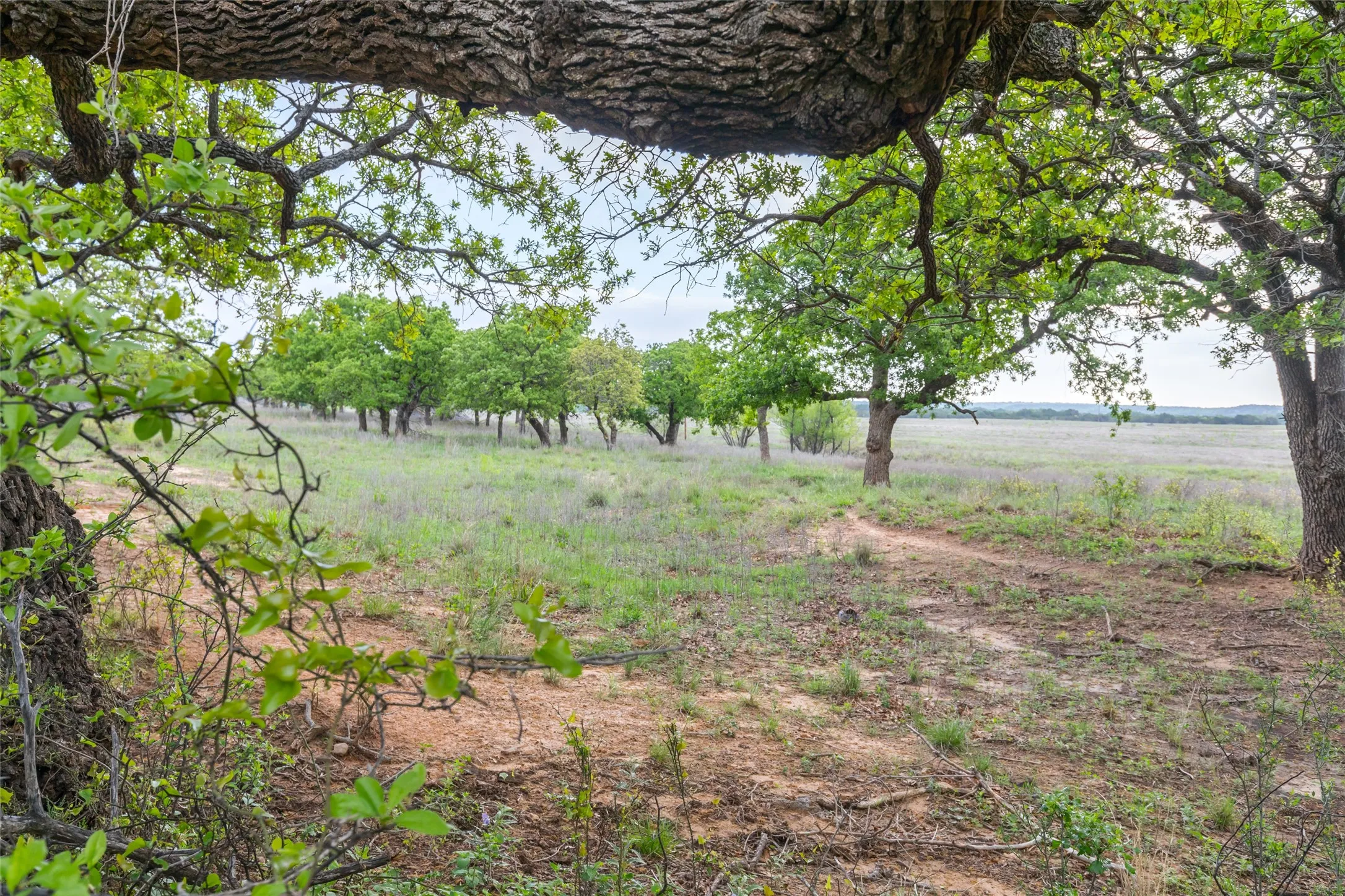 Ranch For Sale in Taylor County , 1034 County Road 207, Ovalo, Texas 79541, 0, 0, Garage spaces, 0 Sqft, built in 0, Price $3,900,000, mls#21133168, Real Estate Agent in Ovalo, Homes For Sale in Taylor county, Homes For Sale in Ovalo, Realtor in Ovalo Texas, Real Estate Brokerage Independent Realty Texas, Luminita Cordes Realtor