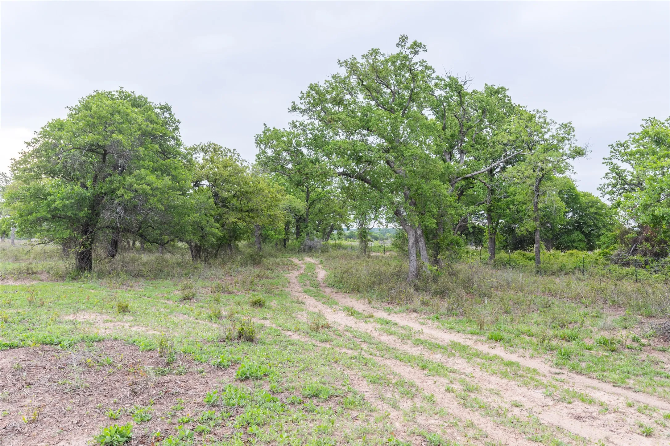 Ranch For Sale in Taylor County , 1034 County Road 207, Ovalo, Texas 79541, 0, 0, Garage spaces, 0 Sqft, built in 0, Price $3,900,000, mls#21133168, Real Estate Agent in Ovalo, Homes For Sale in Taylor county, Homes For Sale in Ovalo, Realtor in Ovalo Texas, Real Estate Brokerage Independent Realty Texas, Luminita Cordes Realtor