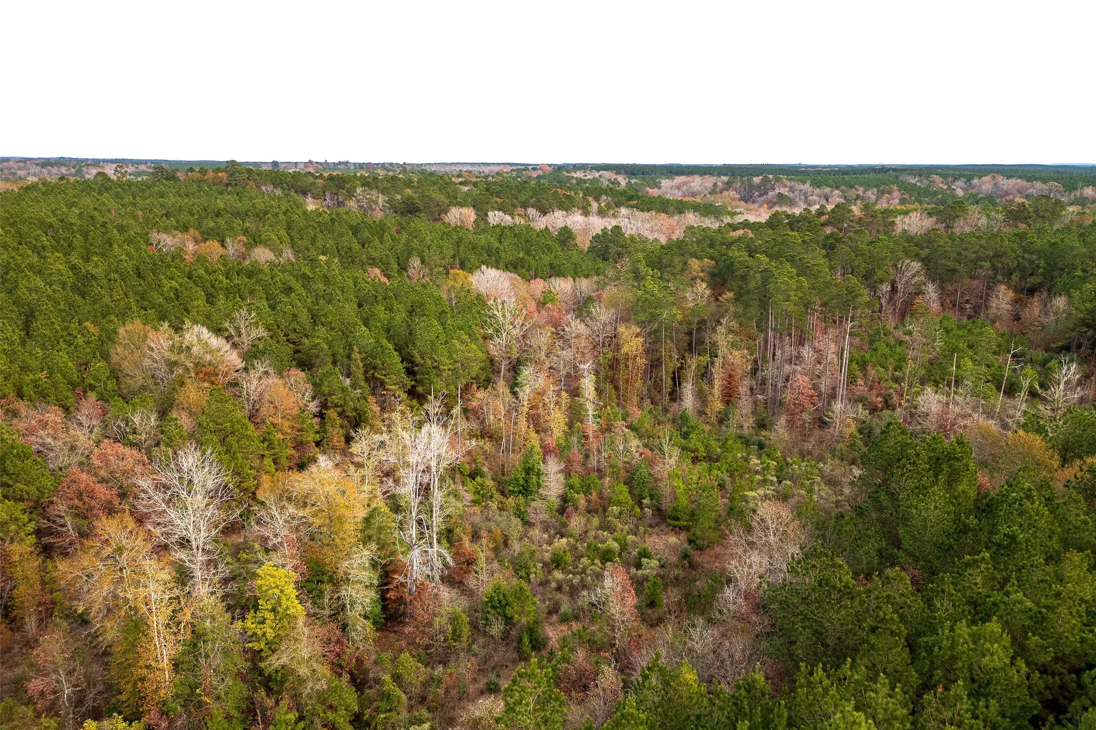 Unimproved Land For Sale in Shelby County , 00 County Road 1247, Center, Texas 75935, 0, 0, Garage spaces, 0 Sqft, built in 0, Price $265,000, mls#21149434, Real Estate Agent in Center, Homes For Sale in Shelby county, Homes For Sale in Center, Realtor in Center Texas, Real Estate Brokerage Independent Realty Texas, Luminita Cordes Realtor