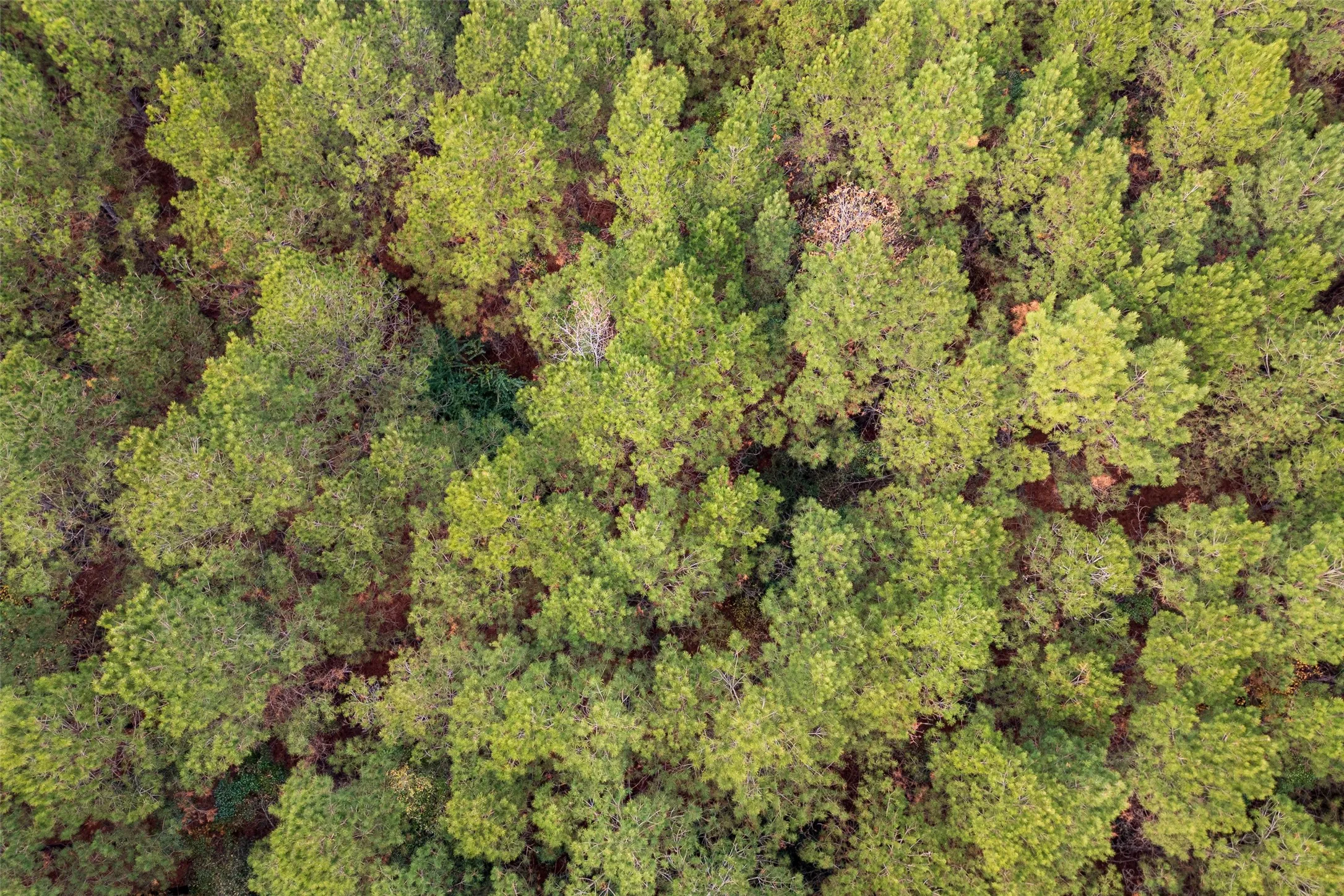 Unimproved Land For Sale in Shelby County , 00 County Road 1247, Center, Texas 75935, 0, 0, Garage spaces, 0 Sqft, built in 0, Price $265,000, mls#21149434, Real Estate Agent in Center, Homes For Sale in Shelby county, Homes For Sale in Center, Realtor in Center Texas, Real Estate Brokerage Independent Realty Texas, Luminita Cordes Realtor
