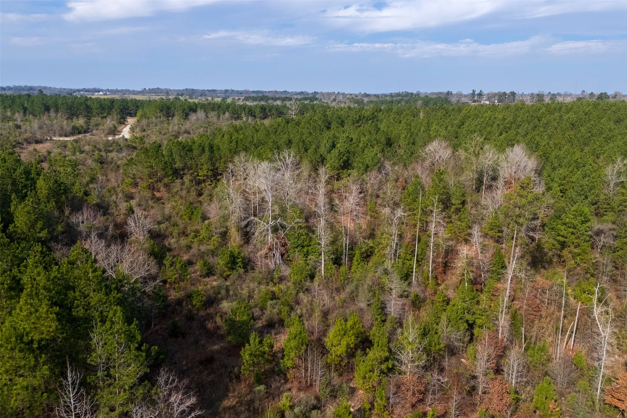 Unimproved Land For Sale in Shelby County , 00 County Road 1247, Center, Texas 75935, 0, 0, Garage spaces, 0 Sqft, built in 0, Price $265,000, mls#21149434, Real Estate Agent in Center, Homes For Sale in Shelby county, Homes For Sale in Center, Realtor in Center Texas, Real Estate Brokerage Independent Realty Texas, Luminita Cordes Realtor