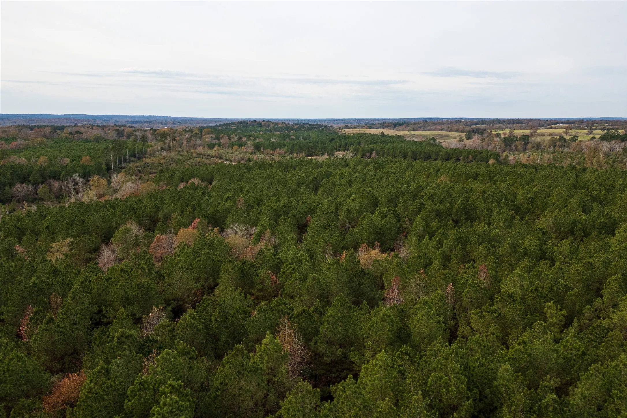 Unimproved Land For Sale in Shelby County , 00 County Road 1247, Center, Texas 75935, 0, 0, Garage spaces, 0 Sqft, built in 0, Price $265,000, mls#21149434, Real Estate Agent in Center, Homes For Sale in Shelby county, Homes For Sale in Center, Realtor in Center Texas, Real Estate Brokerage Independent Realty Texas, Luminita Cordes Realtor