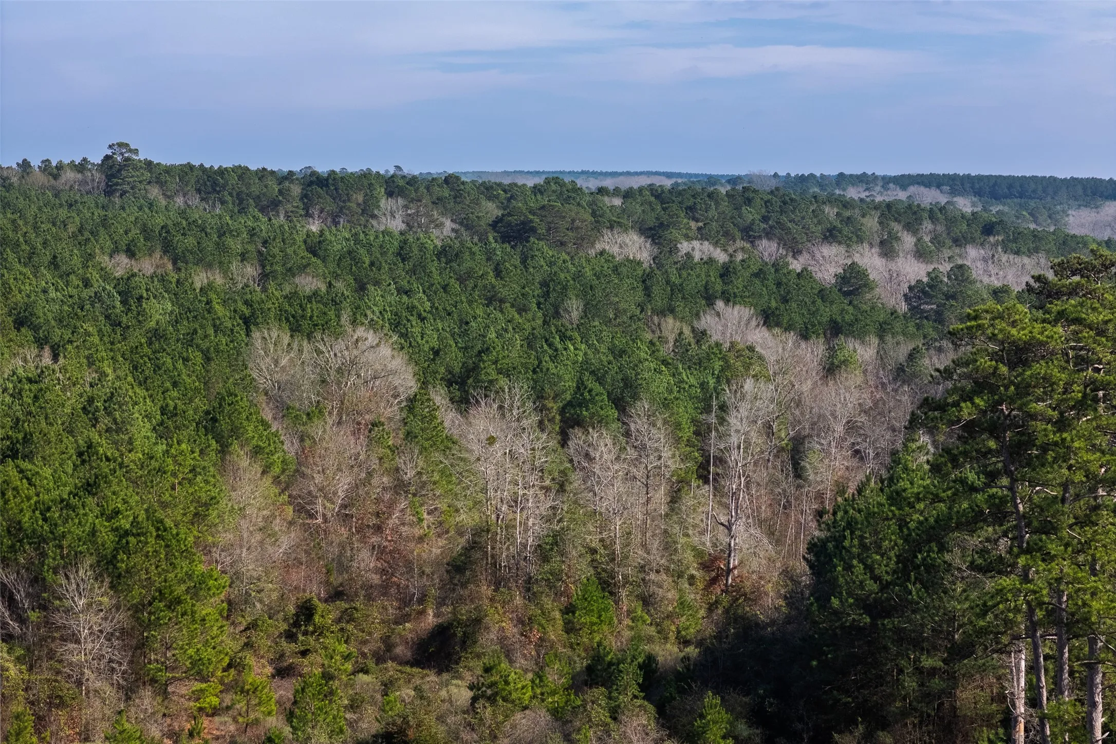 Unimproved Land For Sale in Shelby County , 00 County Road 1247, Center, Texas 75935, 0, 0, Garage spaces, 0 Sqft, built in 0, Price $265,000, mls#21149434, Real Estate Agent in Center, Homes For Sale in Shelby county, Homes For Sale in Center, Realtor in Center Texas, Real Estate Brokerage Independent Realty Texas, Luminita Cordes Realtor