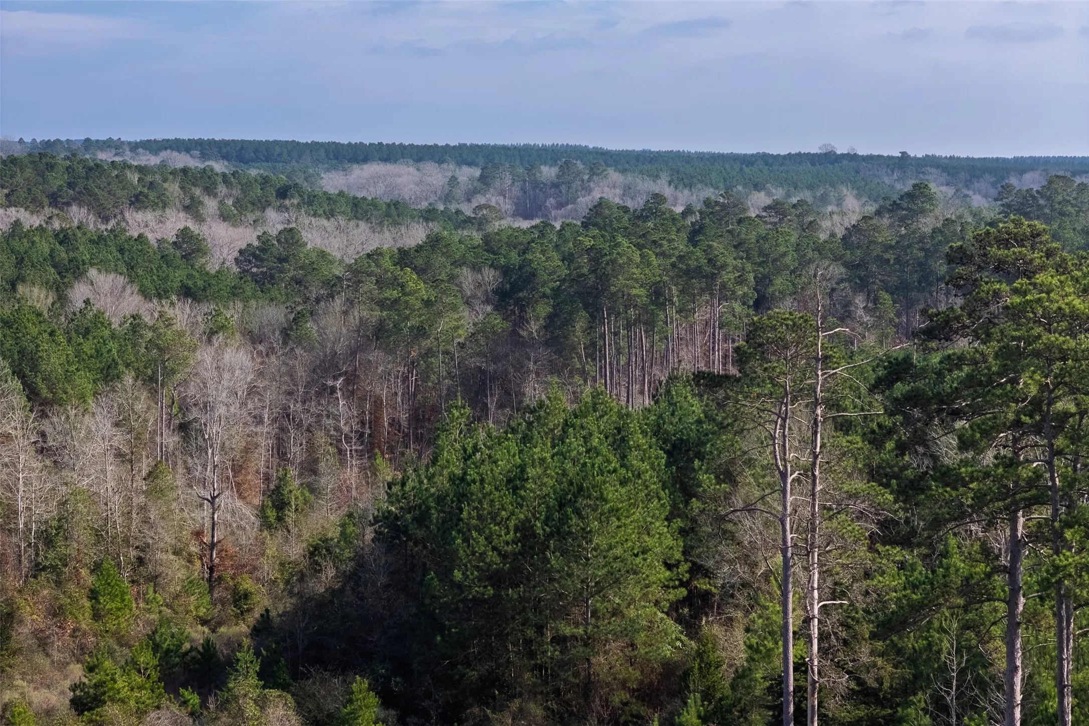 Unimproved Land For Sale in Shelby County , 00 County Road 1247, Center, Texas 75935, 0, 0, Garage spaces, 0 Sqft, built in 0, Price $265,000, mls#21149434, Real Estate Agent in Center, Homes For Sale in Shelby county, Homes For Sale in Center, Realtor in Center Texas, Real Estate Brokerage Independent Realty Texas, Luminita Cordes Realtor