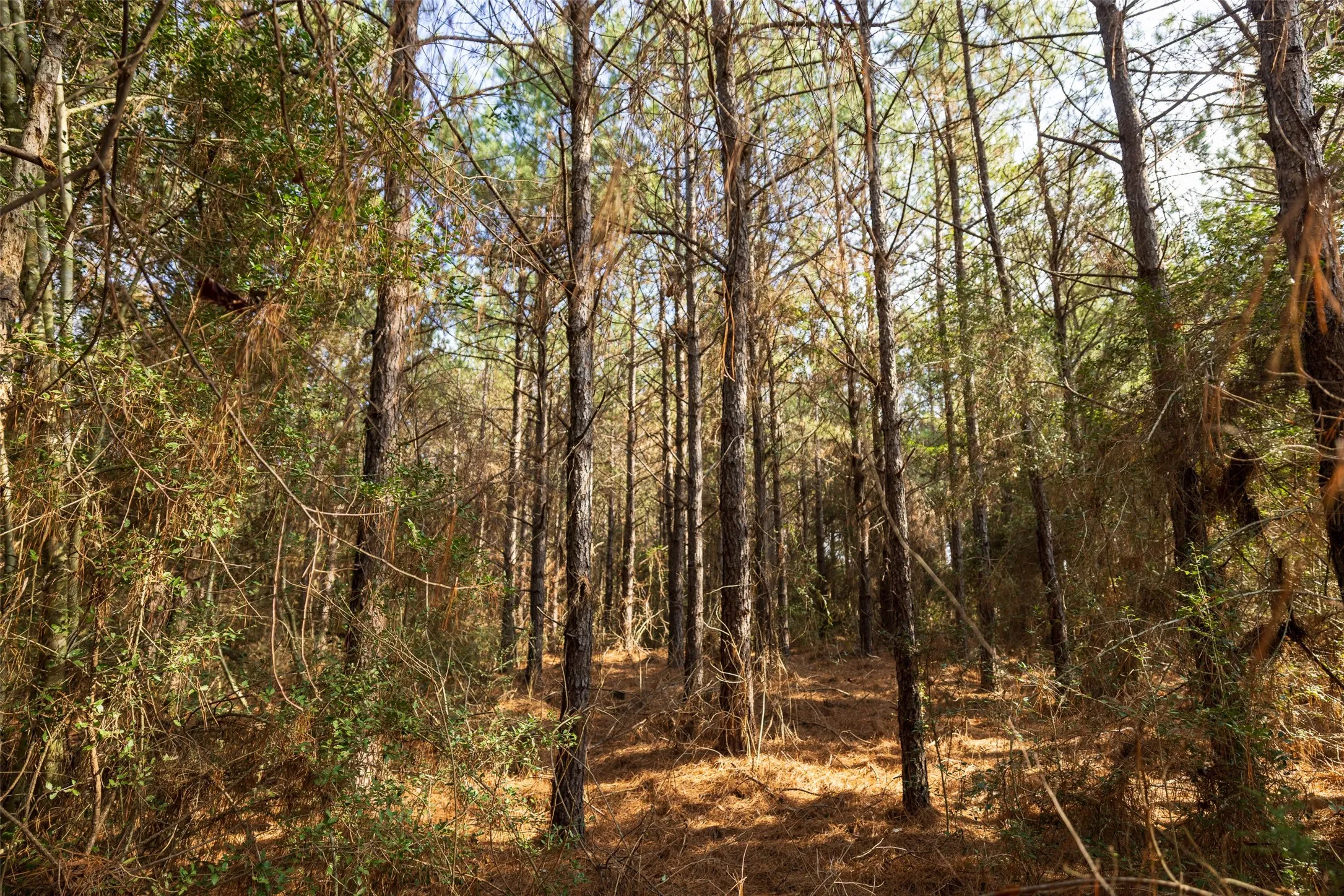Unimproved Land For Sale in Shelby County , 00 County Road 1247, Center, Texas 75935, 0, 0, Garage spaces, 0 Sqft, built in 0, Price $265,000, mls#21149434, Real Estate Agent in Center, Homes For Sale in Shelby county, Homes For Sale in Center, Realtor in Center Texas, Real Estate Brokerage Independent Realty Texas, Luminita Cordes Realtor