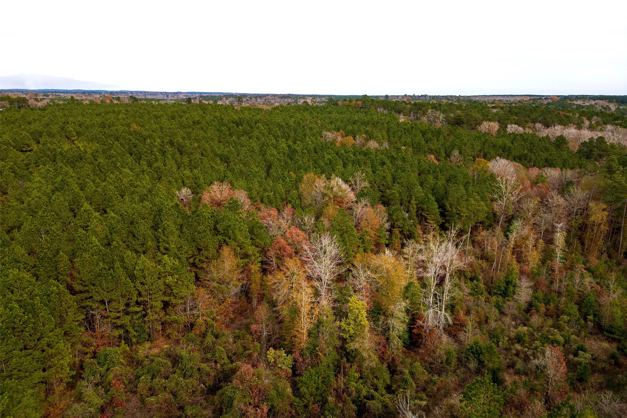 Unimproved Land For Sale in Shelby County , 00 County Road 1247, Center, Texas 75935, 0, 0, Garage spaces, 0 Sqft, built in 0, Price $265,000, mls#21149434, Real Estate Agent in Center, Homes For Sale in Shelby county, Homes For Sale in Center, Realtor in Center Texas, Real Estate Brokerage Independent Realty Texas, Luminita Cordes Realtor