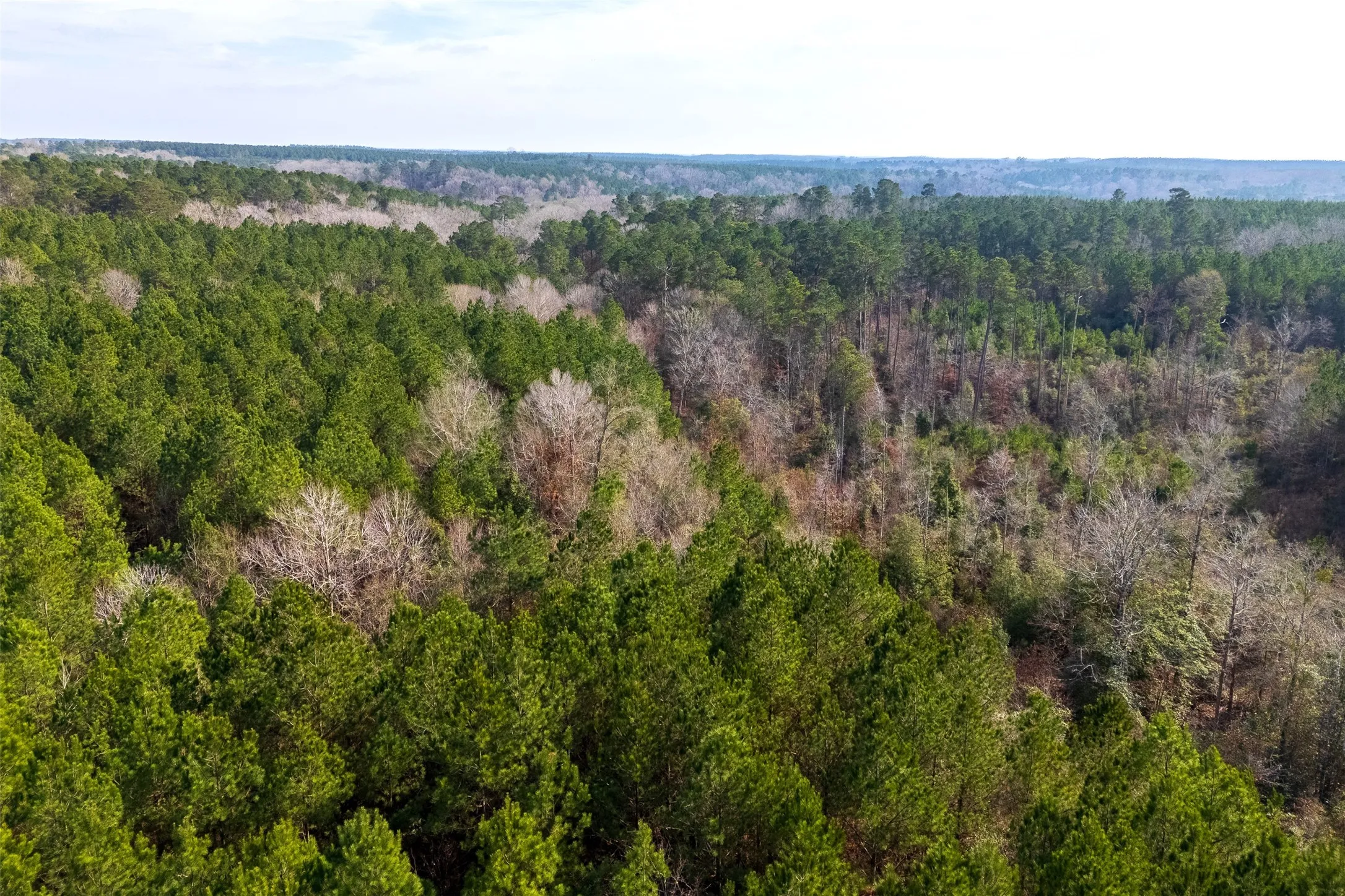 Unimproved Land For Sale in Shelby County , 00 County Road 1247, Center, Texas 75935, 0, 0, Garage spaces, 0 Sqft, built in 0, Price $265,000, mls#21149434, Real Estate Agent in Center, Homes For Sale in Shelby county, Homes For Sale in Center, Realtor in Center Texas, Real Estate Brokerage Independent Realty Texas, Luminita Cordes Realtor