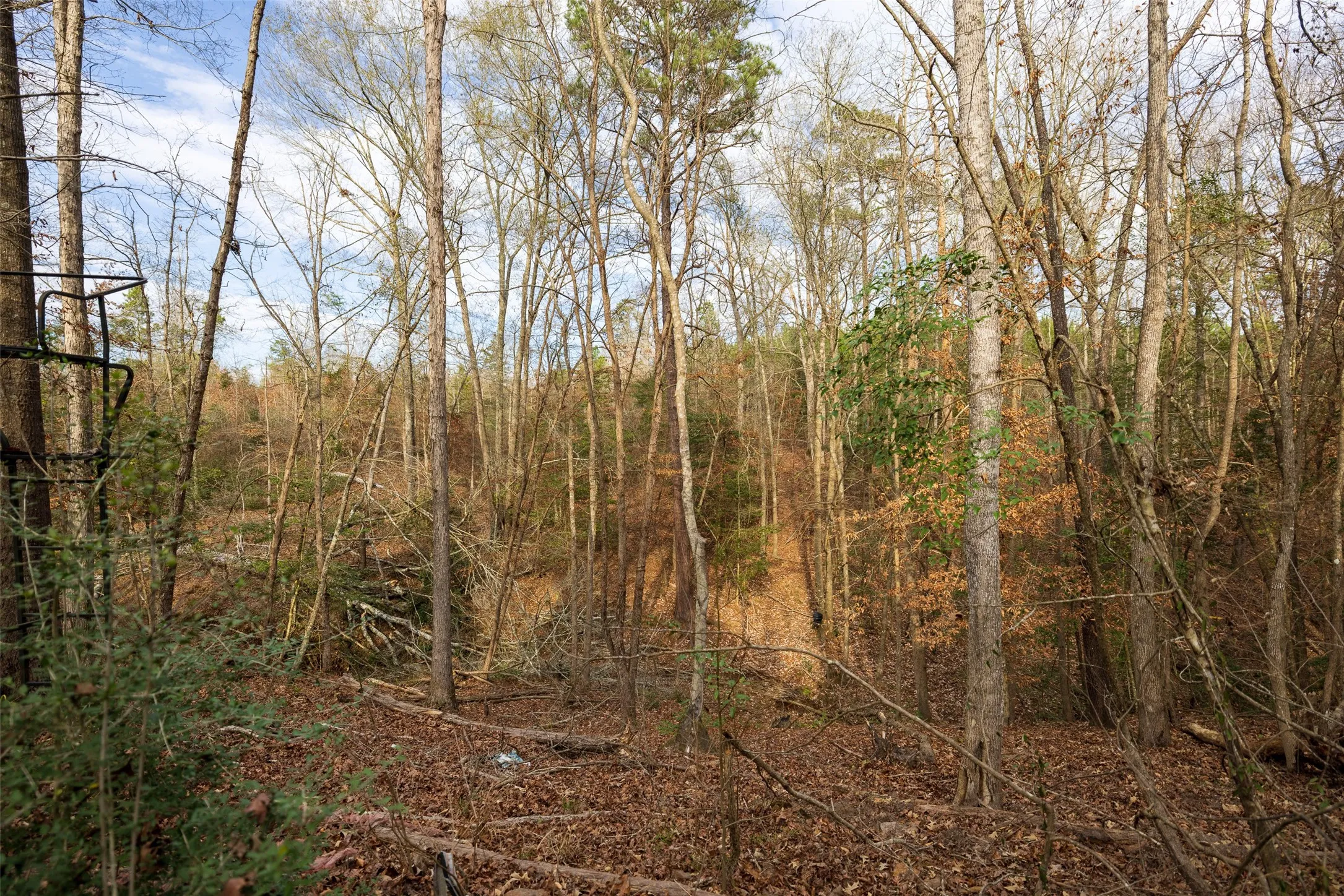 Unimproved Land For Sale in Shelby County , 00 County Road 1247, Center, Texas 75935, 0, 0, Garage spaces, 0 Sqft, built in 0, Price $265,000, mls#21149434, Real Estate Agent in Center, Homes For Sale in Shelby county, Homes For Sale in Center, Realtor in Center Texas, Real Estate Brokerage Independent Realty Texas, Luminita Cordes Realtor