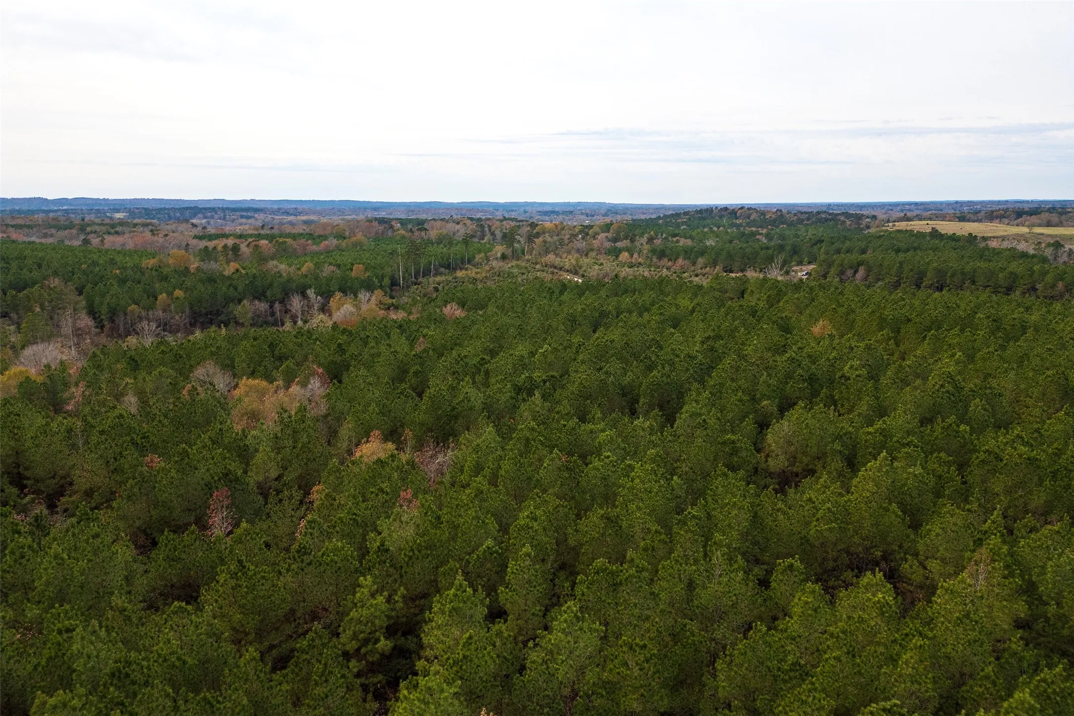 Unimproved Land For Sale in Shelby County , 00 County Road 1247, Center, Texas 75935, 0, 0, Garage spaces, 0 Sqft, built in 0, Price $265,000, mls#21149434, Real Estate Agent in Center, Homes For Sale in Shelby county, Homes For Sale in Center, Realtor in Center Texas, Real Estate Brokerage Independent Realty Texas, Luminita Cordes Realtor