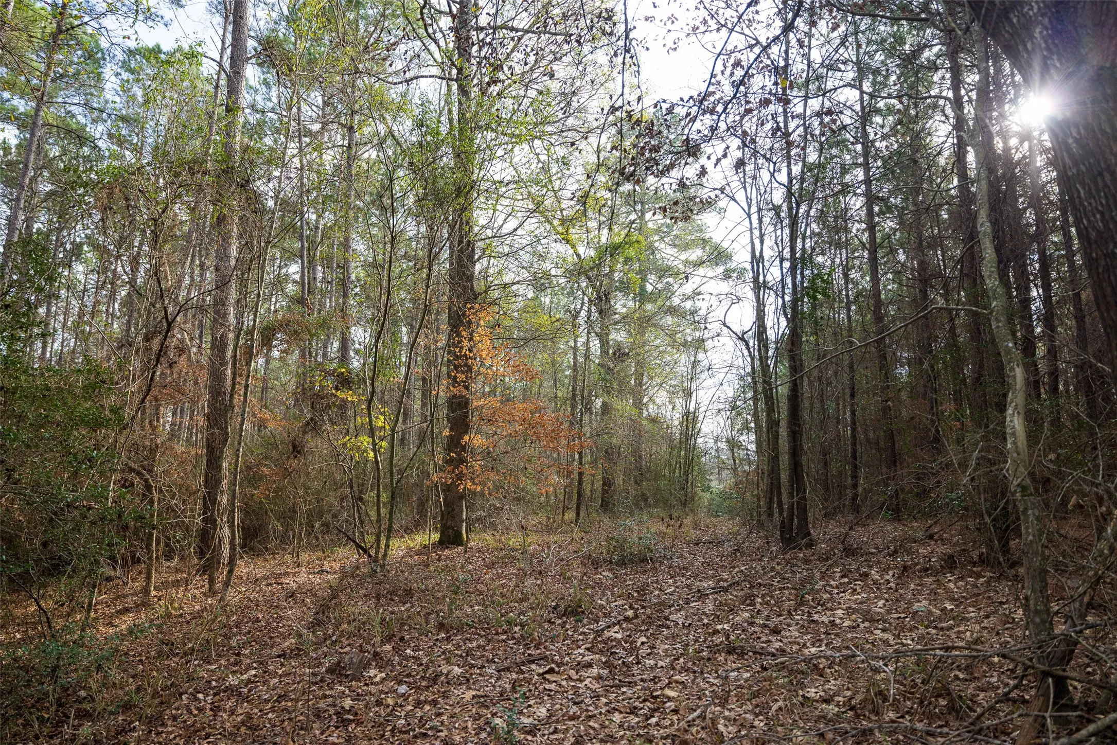 Unimproved Land For Sale in Shelby County , 00 County Road 1247, Center, Texas 75935, 0, 0, Garage spaces, 0 Sqft, built in 0, Price $265,000, mls#21149434, Real Estate Agent in Center, Homes For Sale in Shelby county, Homes For Sale in Center, Realtor in Center Texas, Real Estate Brokerage Independent Realty Texas, Luminita Cordes Realtor