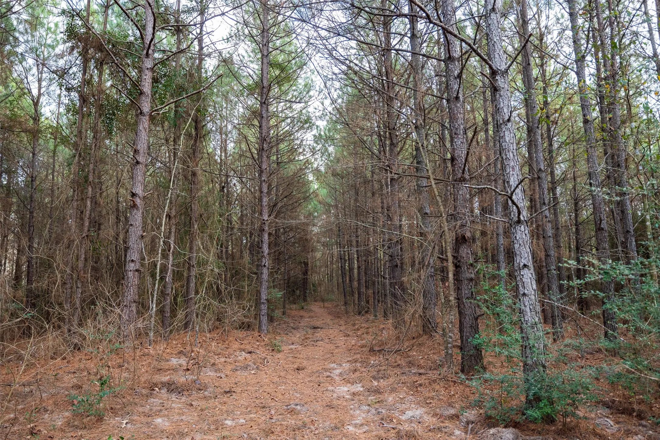 Unimproved Land For Sale in Shelby County , 00 County Road 1247, Center, Texas 75935, 0, 0, Garage spaces, 0 Sqft, built in 0, Price $265,000, mls#21149434, Real Estate Agent in Center, Homes For Sale in Shelby county, Homes For Sale in Center, Realtor in Center Texas, Real Estate Brokerage Independent Realty Texas, Luminita Cordes Realtor