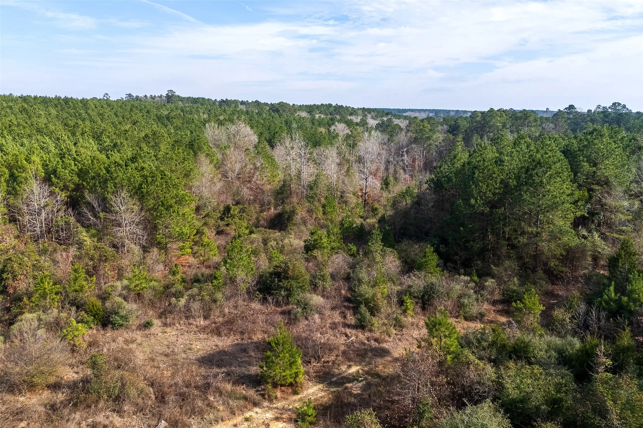 Unimproved Land For Sale in Shelby County , 00 County Road 1247, Center, Texas 75935, 0, 0, Garage spaces, 0 Sqft, built in 0, Price $265,000, mls#21149434, Real Estate Agent in Center, Homes For Sale in Shelby county, Homes For Sale in Center, Realtor in Center Texas, Real Estate Brokerage Independent Realty Texas, Luminita Cordes Realtor