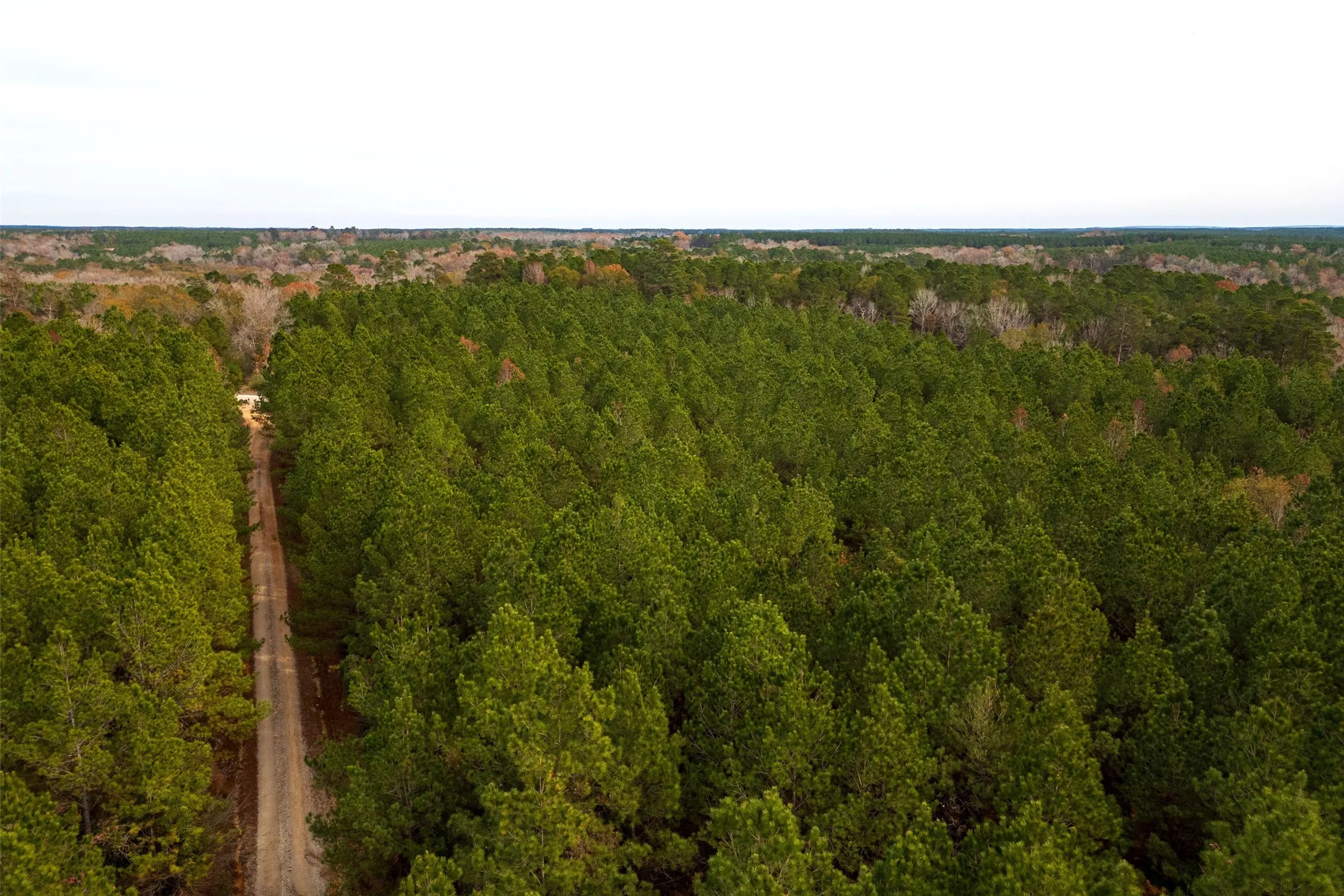 Unimproved Land For Sale in Shelby County , 00 County Road 1247, Center, Texas 75935, 0, 0, Garage spaces, 0 Sqft, built in 0, Price $265,000, mls#21149434, Real Estate Agent in Center, Homes For Sale in Shelby county, Homes For Sale in Center, Realtor in Center Texas, Real Estate Brokerage Independent Realty Texas, Luminita Cordes Realtor