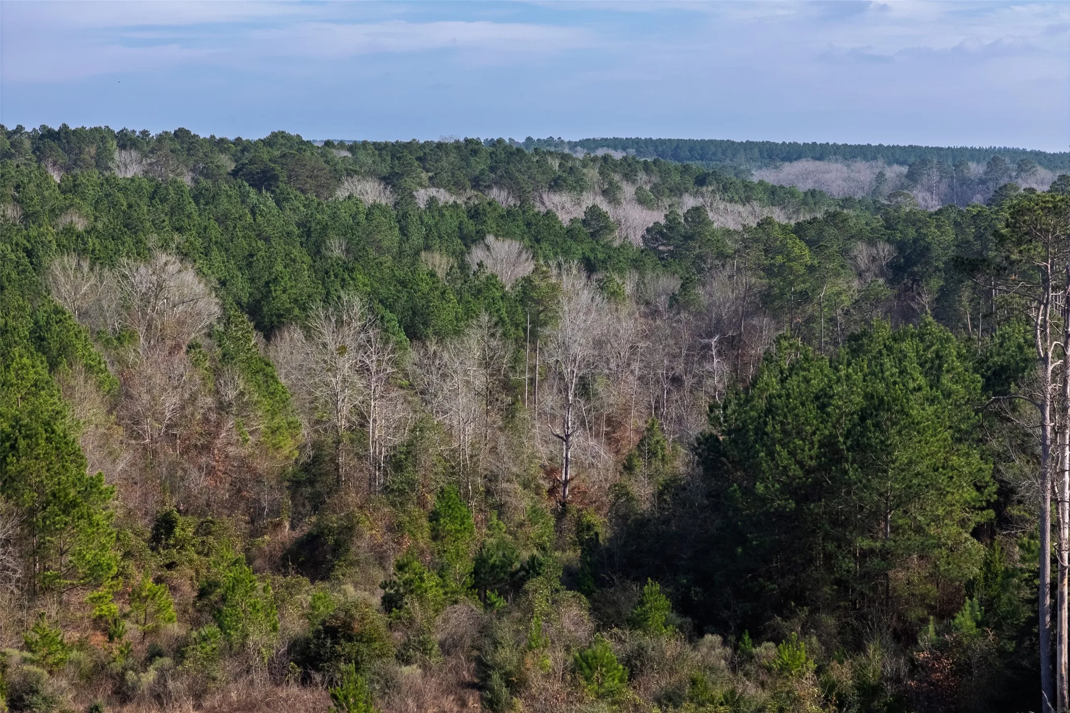 Unimproved Land For Sale in Shelby County , 00 County Road 1247, Center, Texas 75935, 0, 0, Garage spaces, 0 Sqft, built in 0, Price $265,000, mls#21149434, Real Estate Agent in Center, Homes For Sale in Shelby county, Homes For Sale in Center, Realtor in Center Texas, Real Estate Brokerage Independent Realty Texas, Luminita Cordes Realtor