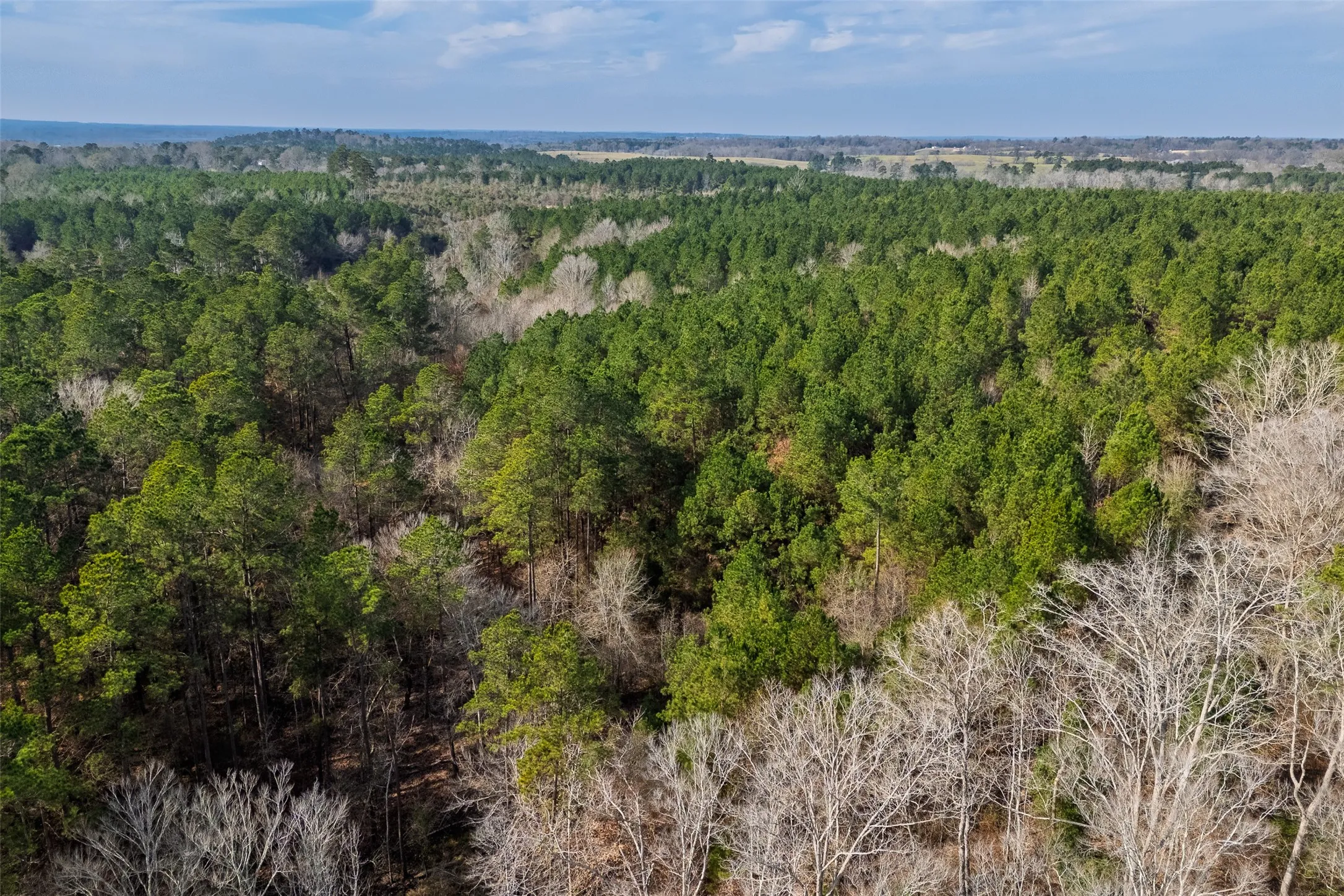 Unimproved Land For Sale in Shelby County , 000 County Road 1245, Center, Texas 75935, 0, 0, Garage spaces, 0 Sqft, built in 0, Price $425,000, mls#21155197, Real Estate Agent in Center, Homes For Sale in Shelby county, Homes For Sale in Center, Realtor in Center Texas, Real Estate Brokerage Independent Realty Texas, Luminita Cordes Realtor