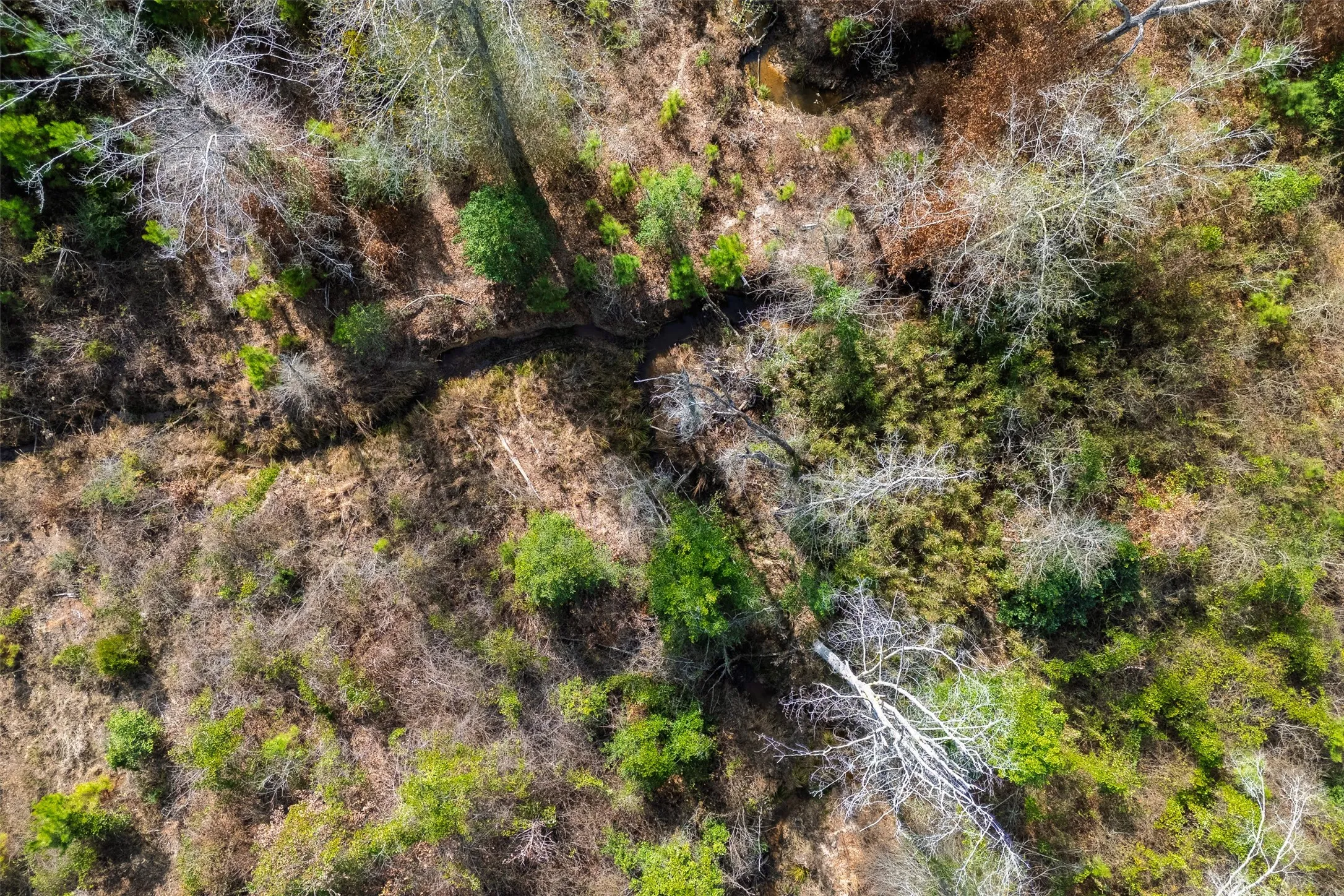 Unimproved Land For Sale in Shelby County , 000 County Road 1245, Center, Texas 75935, 0, 0, Garage spaces, 0 Sqft, built in 0, Price $425,000, mls#21155197, Real Estate Agent in Center, Homes For Sale in Shelby county, Homes For Sale in Center, Realtor in Center Texas, Real Estate Brokerage Independent Realty Texas, Luminita Cordes Realtor