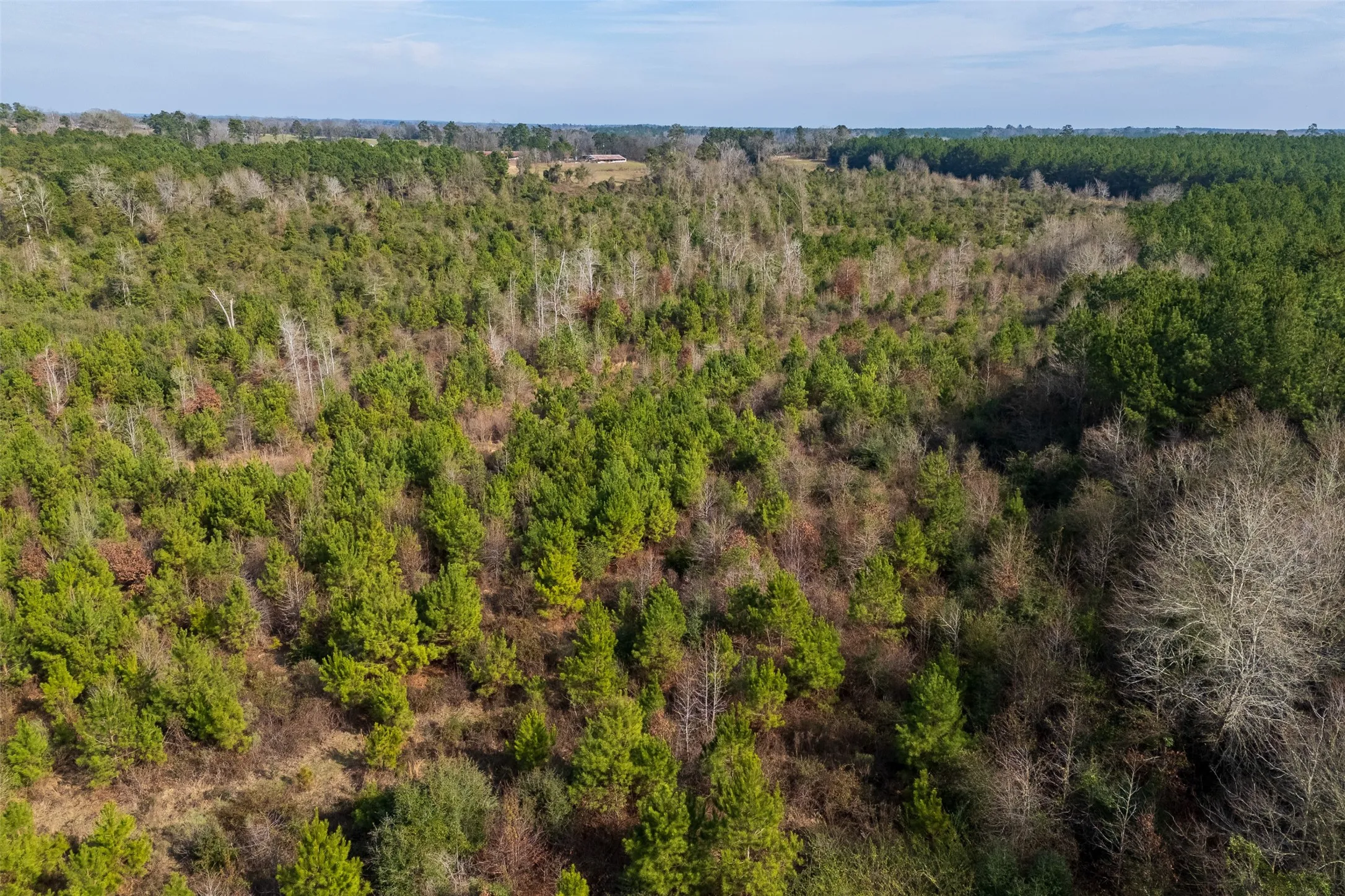 Unimproved Land For Sale in Shelby County , 000 County Road 1245, Center, Texas 75935, 0, 0, Garage spaces, 0 Sqft, built in 0, Price $425,000, mls#21155197, Real Estate Agent in Center, Homes For Sale in Shelby county, Homes For Sale in Center, Realtor in Center Texas, Real Estate Brokerage Independent Realty Texas, Luminita Cordes Realtor