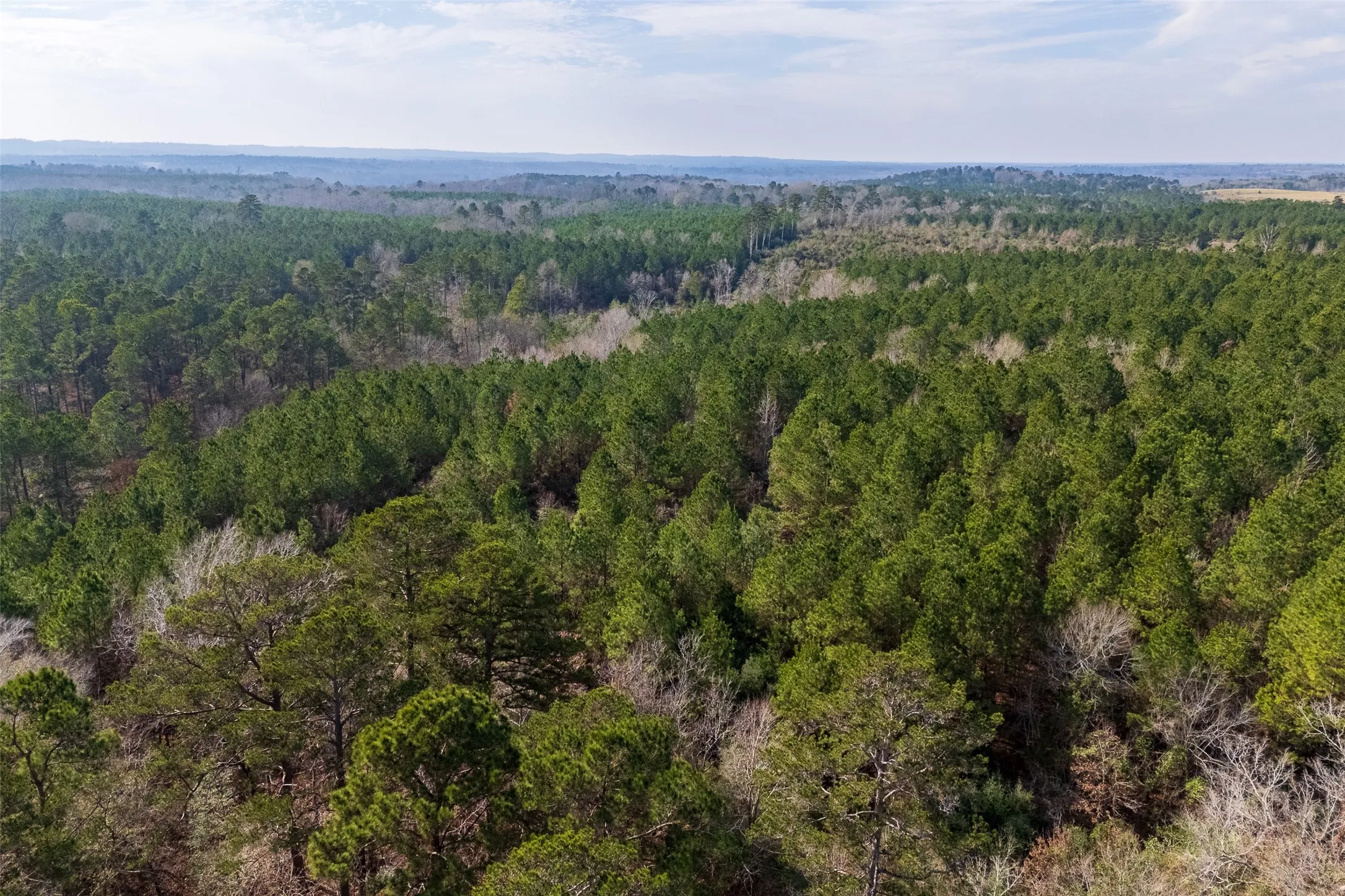 Unimproved Land For Sale in Shelby County , 000 County Road 1245, Center, Texas 75935, 0, 0, Garage spaces, 0 Sqft, built in 0, Price $425,000, mls#21155197, Real Estate Agent in Center, Homes For Sale in Shelby county, Homes For Sale in Center, Realtor in Center Texas, Real Estate Brokerage Independent Realty Texas, Luminita Cordes Realtor