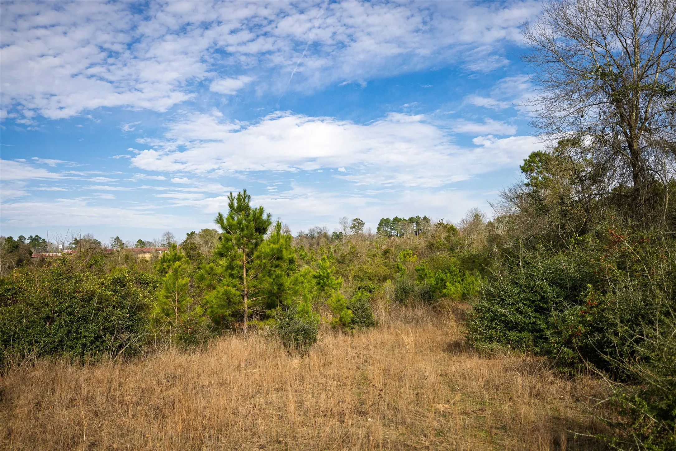 Unimproved Land For Sale in Shelby County , 000 County Road 1245, Center, Texas 75935, 0, 0, Garage spaces, 0 Sqft, built in 0, Price $425,000, mls#21155197, Real Estate Agent in Center, Homes For Sale in Shelby county, Homes For Sale in Center, Realtor in Center Texas, Real Estate Brokerage Independent Realty Texas, Luminita Cordes Realtor