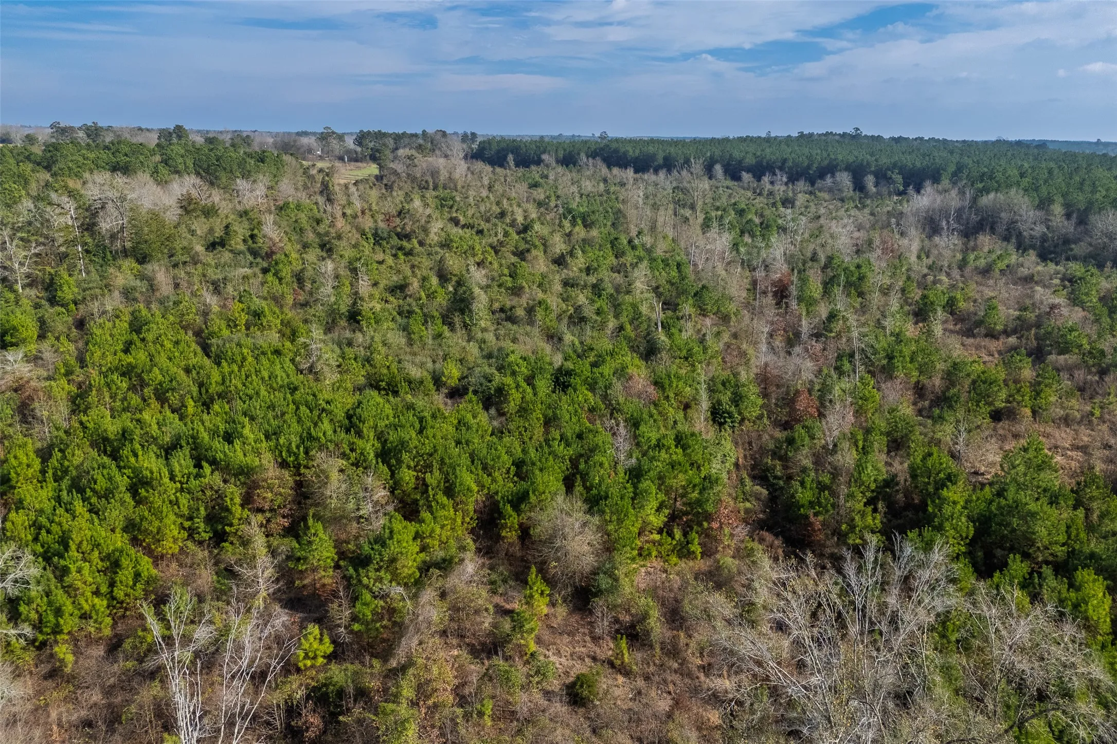 Unimproved Land For Sale in Shelby County , 000 County Road 1245, Center, Texas 75935, 0, 0, Garage spaces, 0 Sqft, built in 0, Price $425,000, mls#21155197, Real Estate Agent in Center, Homes For Sale in Shelby county, Homes For Sale in Center, Realtor in Center Texas, Real Estate Brokerage Independent Realty Texas, Luminita Cordes Realtor