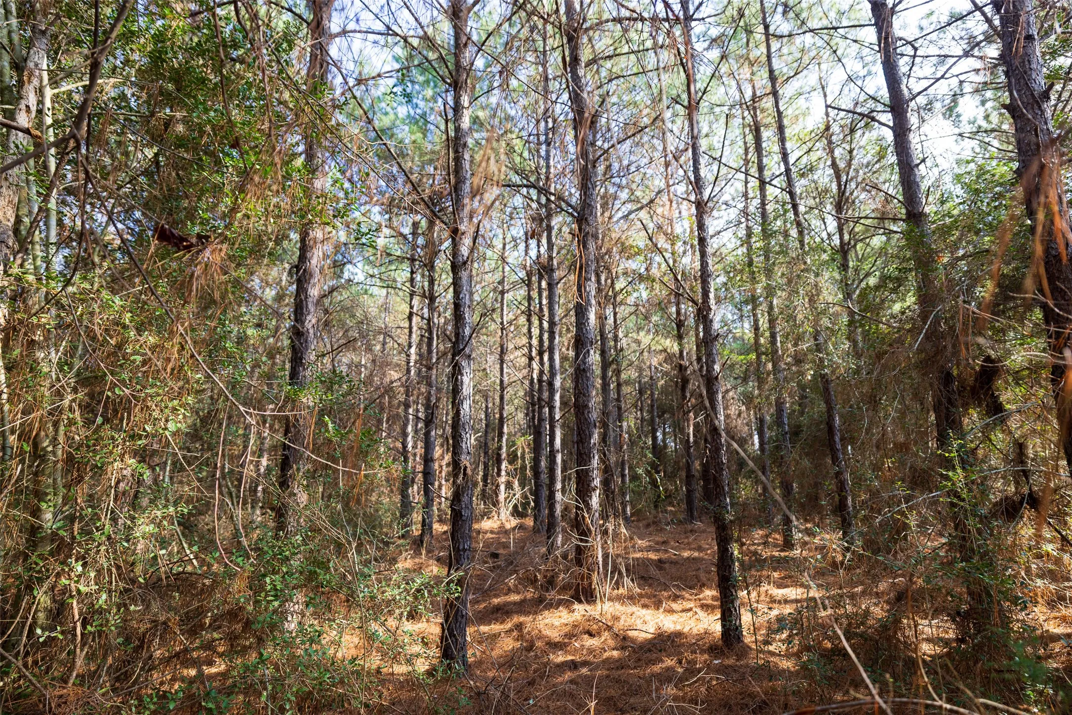 Unimproved Land For Sale in Shelby County , 000 County Road 1245, Center, Texas 75935, 0, 0, Garage spaces, 0 Sqft, built in 0, Price $425,000, mls#21155197, Real Estate Agent in Center, Homes For Sale in Shelby county, Homes For Sale in Center, Realtor in Center Texas, Real Estate Brokerage Independent Realty Texas, Luminita Cordes Realtor