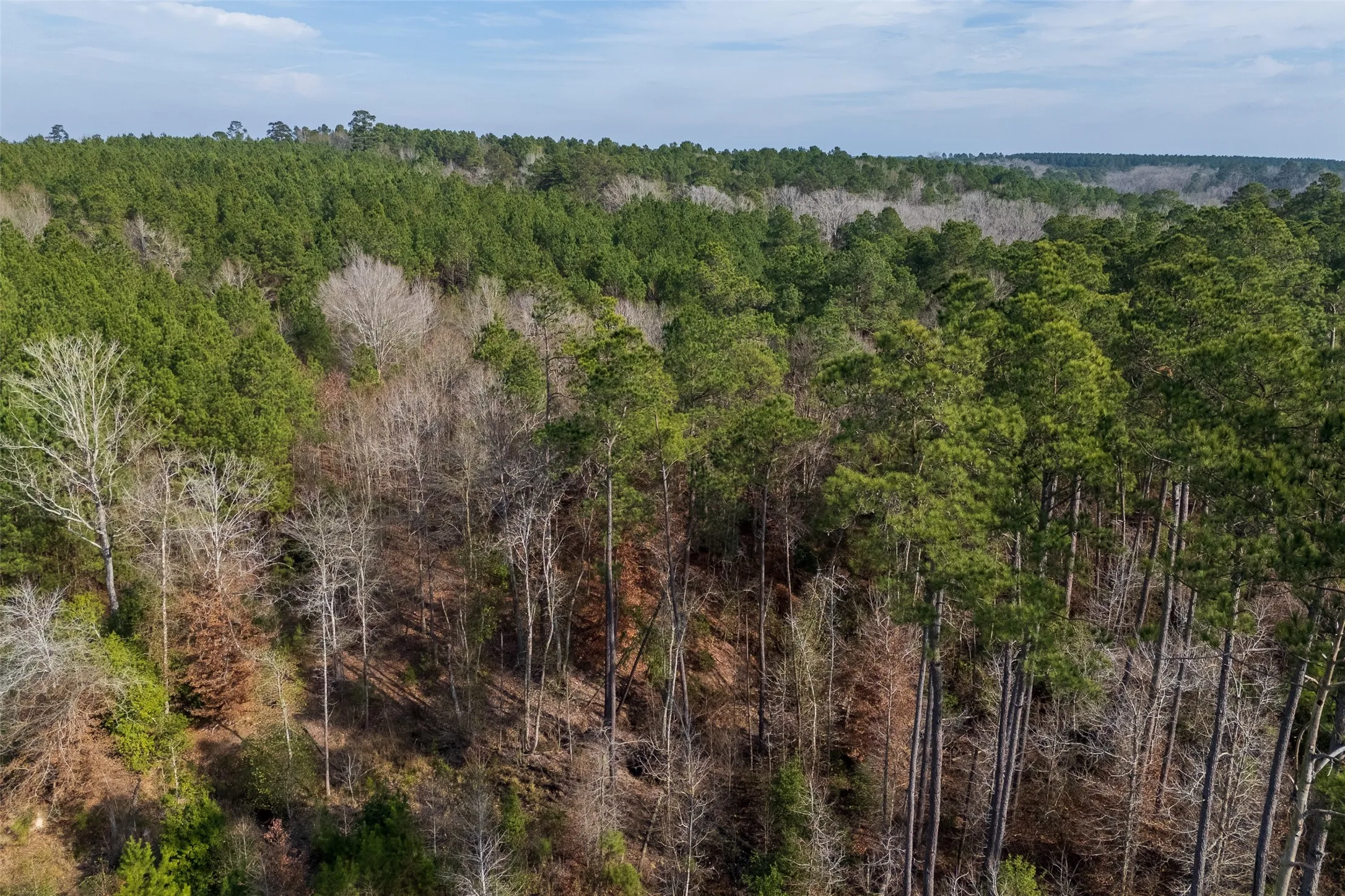 Unimproved Land For Sale in Shelby County , 000 County Road 1245, Center, Texas 75935, 0, 0, Garage spaces, 0 Sqft, built in 0, Price $425,000, mls#21155197, Real Estate Agent in Center, Homes For Sale in Shelby county, Homes For Sale in Center, Realtor in Center Texas, Real Estate Brokerage Independent Realty Texas, Luminita Cordes Realtor