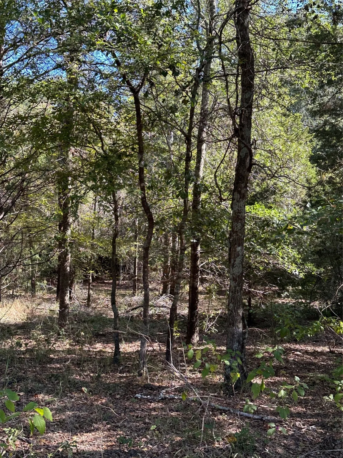 Unimproved Land For Sale in Henderson County , 2924 CR 1403, Malakoff, Texas 75148, 0, 0, Garage spaces, 0 Sqft, built in 0, mls#21155620, Real Estate Agent in Malakoff, Homes For Sale in Henderson county, Homes For Sale in Malakoff, Realtor in Malakoff Texas, Real Estate Brokerage Independent Realty Texas, Luminita Cordes Realtor