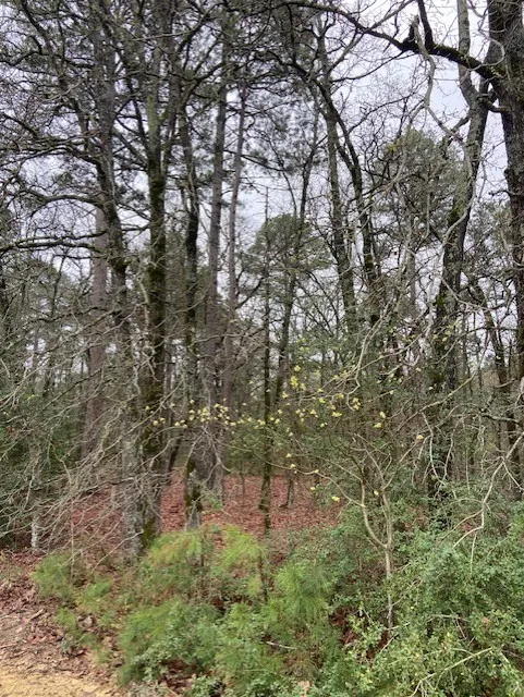 Improved Land For Sale in Wood County , 2529 CR 3540, Hawkins, Texas 75765, 0, 0, Garage spaces, 0 Sqft, built in 0, Price $92,000, mls#21150191, Real Estate Agent in Hawkins, Homes For Sale in Wood county, Homes For Sale in Hawkins, Realtor in Hawkins Texas, Real Estate Brokerage Independent Realty Texas, Luminita Cordes Realtor