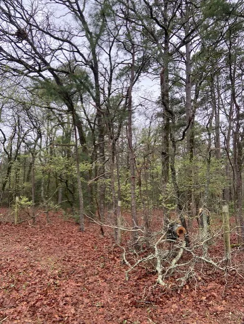 Improved Land For Sale in Wood County , 2529 CR 3540, Hawkins, Texas 75765, 0, 0, Garage spaces, 0 Sqft, built in 0, Price $92,000, mls#21150191, Real Estate Agent in Hawkins, Homes For Sale in Wood county, Homes For Sale in Hawkins, Realtor in Hawkins Texas, Real Estate Brokerage Independent Realty Texas, Luminita Cordes Realtor