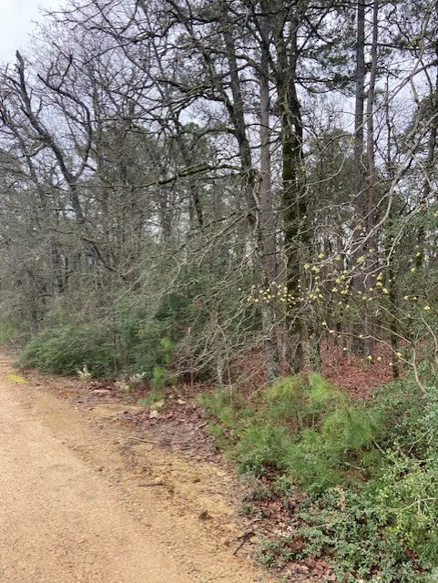Improved Land For Sale in Wood County , 2529 CR 3540, Hawkins, Texas 75765, 0, 0, Garage spaces, 0 Sqft, built in 0, Price $92,000, mls#21150191, Real Estate Agent in Hawkins, Homes For Sale in Wood county, Homes For Sale in Hawkins, Realtor in Hawkins Texas, Real Estate Brokerage Independent Realty Texas, Luminita Cordes Realtor