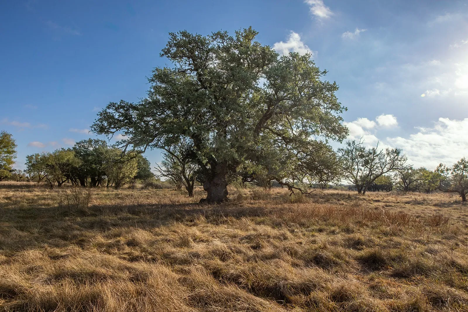 Single Family Residence For Sale in Mc Culloch County , 5550 S US Highway 87, Brady, Texas 76825, 3 Bedrooms, 2 Bathrooms, 2 Garage spaces, 2,835 Sqft, built in 2021, Preowned, Price $1,830,000, mls#21155871, Real Estate Agent in Brady, Homes For Sale in Mc Culloch county, Homes For Sale in Brady, Realtor in Brady Texas, Real Estate Brokerage Independent Realty Texas, Luminita Cordes Realtor