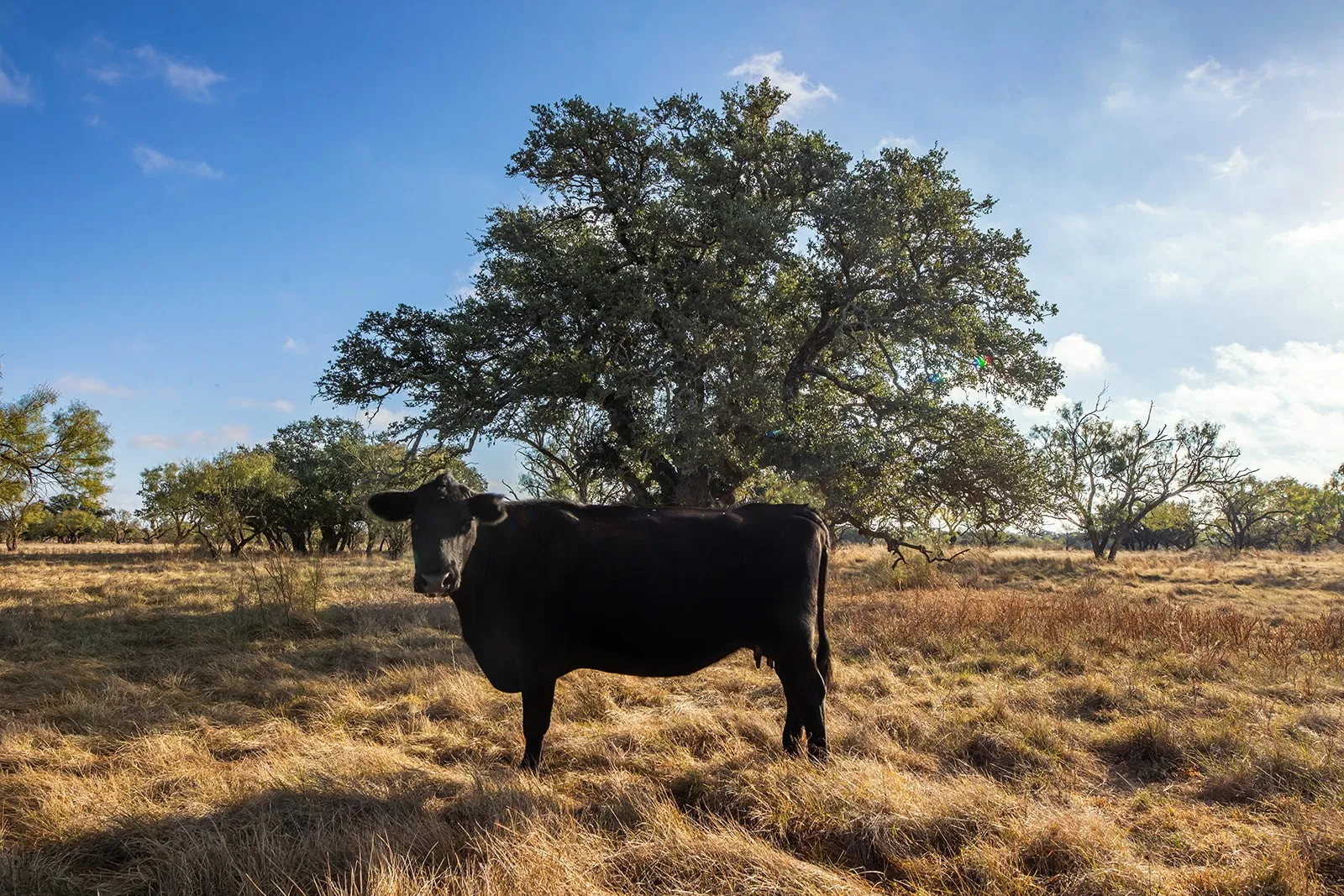 Single Family Residence For Sale in Mc Culloch County , 5550 S US Highway 87, Brady, Texas 76825, 3 Bedrooms, 2 Bathrooms, 2 Garage spaces, 2,835 Sqft, built in 2021, Preowned, Price $1,830,000, mls#21155871, Real Estate Agent in Brady, Homes For Sale in Mc Culloch county, Homes For Sale in Brady, Realtor in Brady Texas, Real Estate Brokerage Independent Realty Texas, Luminita Cordes Realtor
